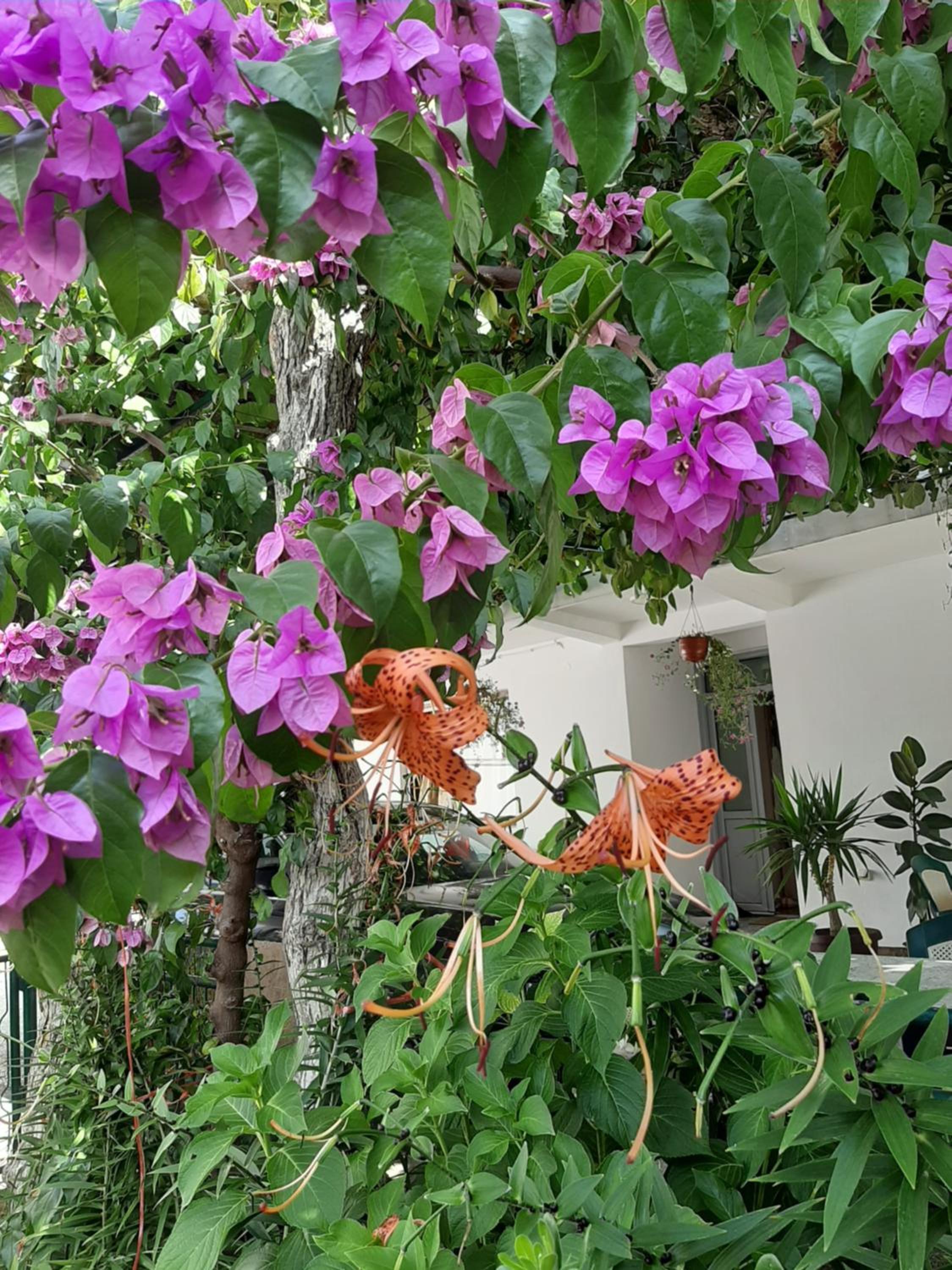 Guesthouse DONA