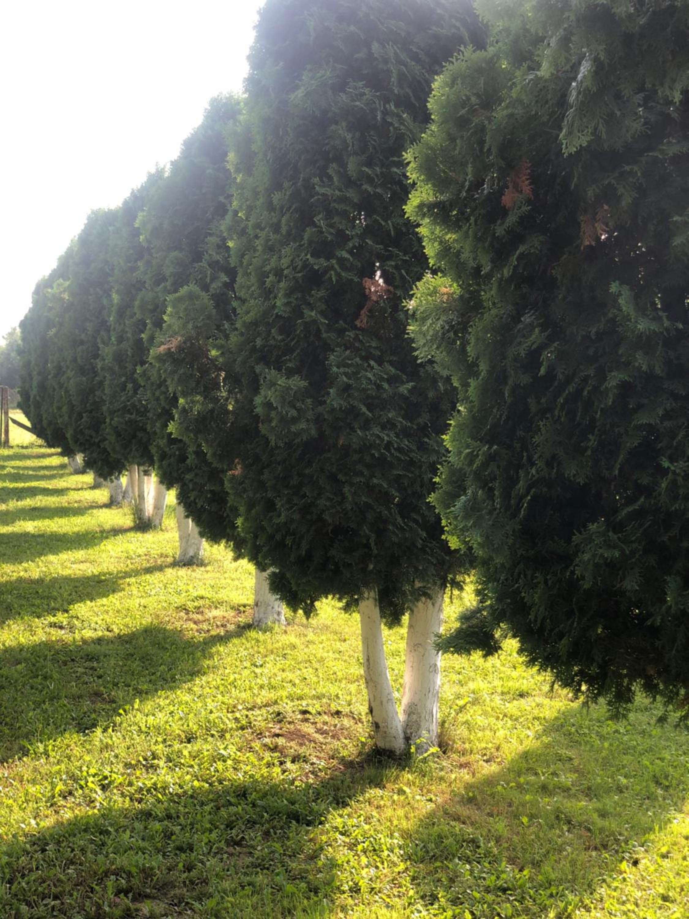 Photo 43