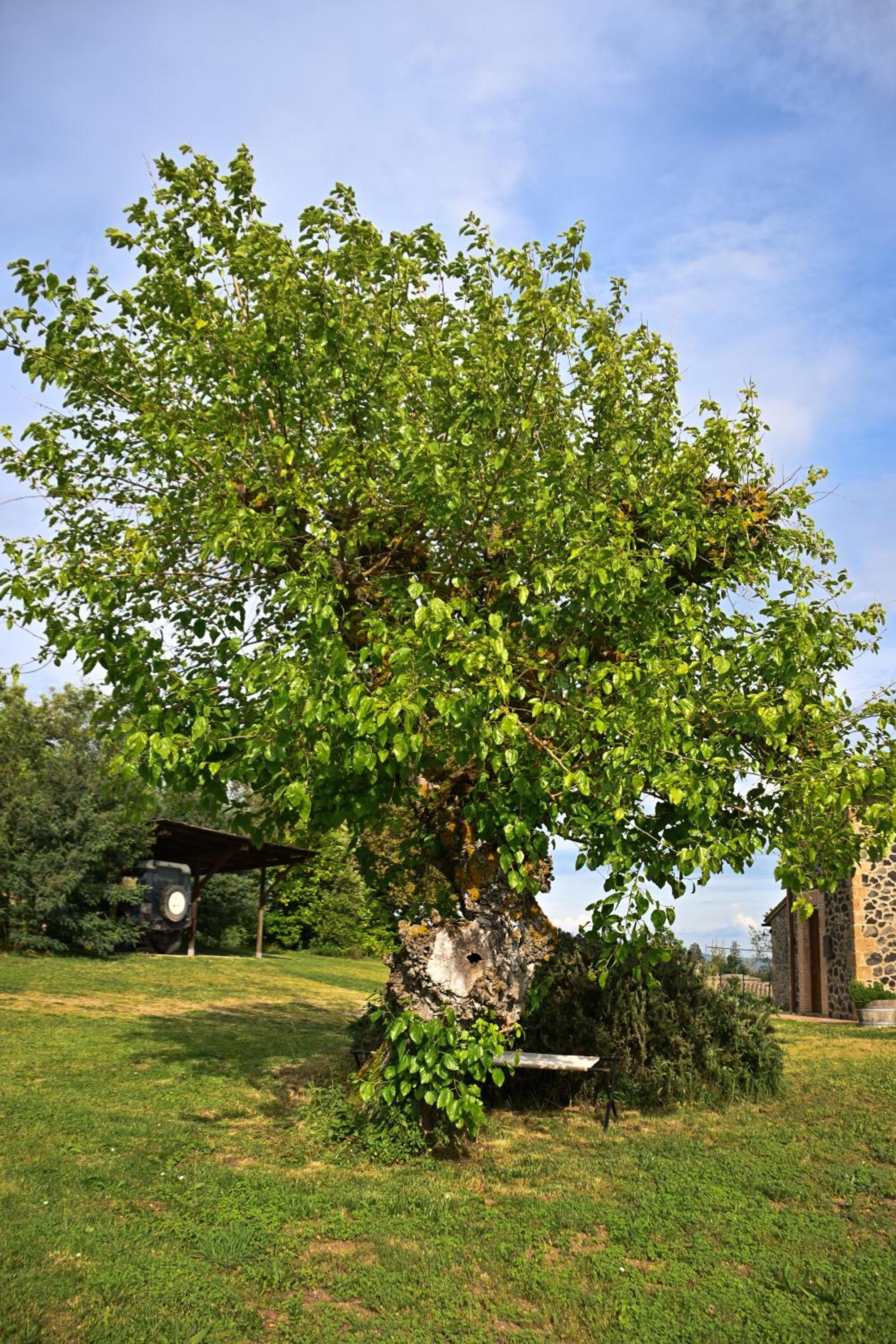 Photo 41