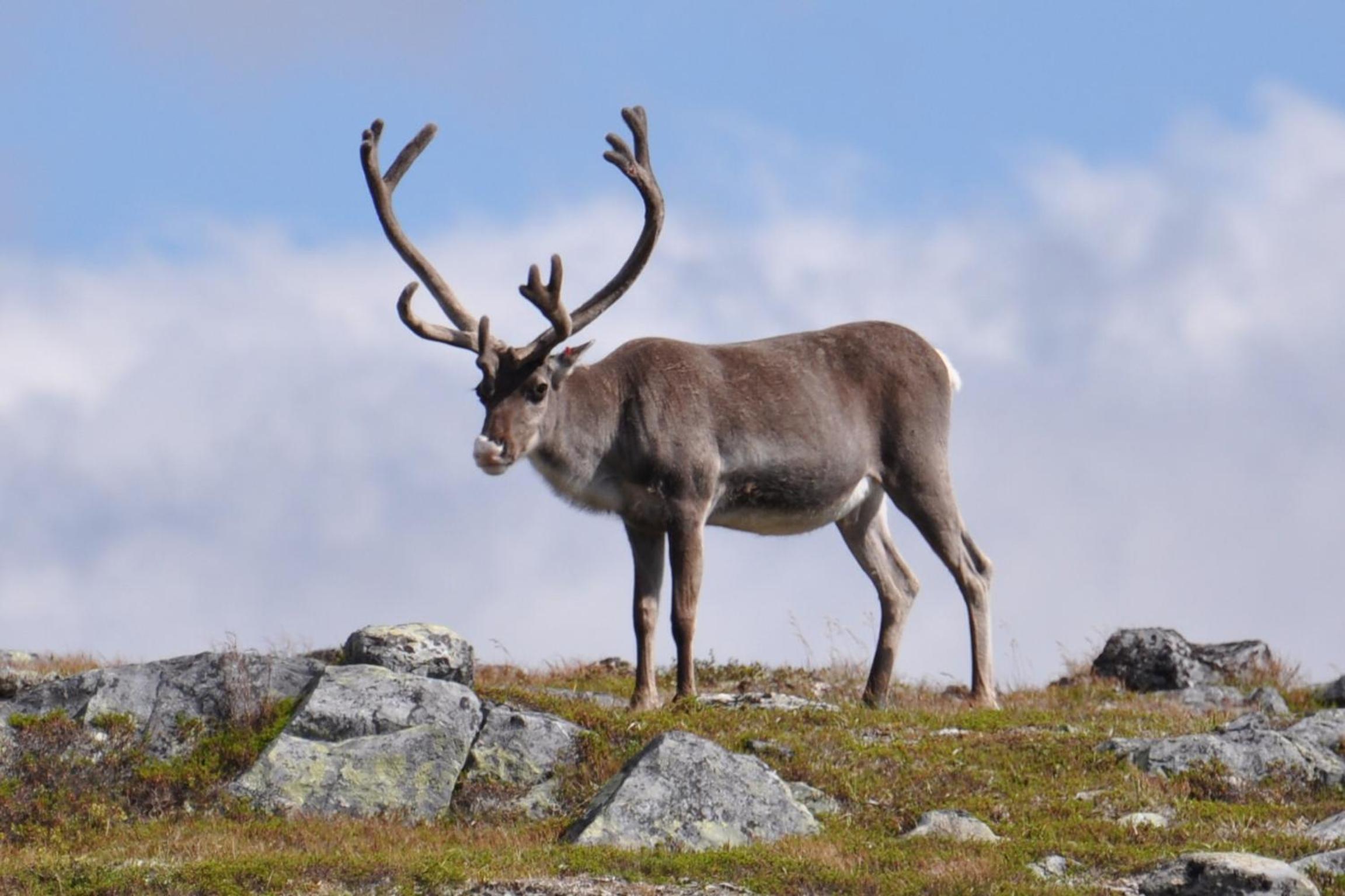 Galå Fjällgård
