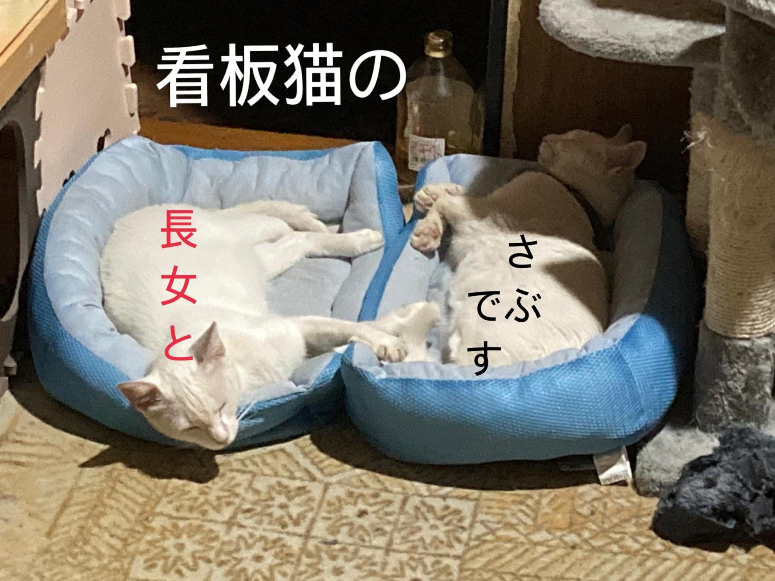 human