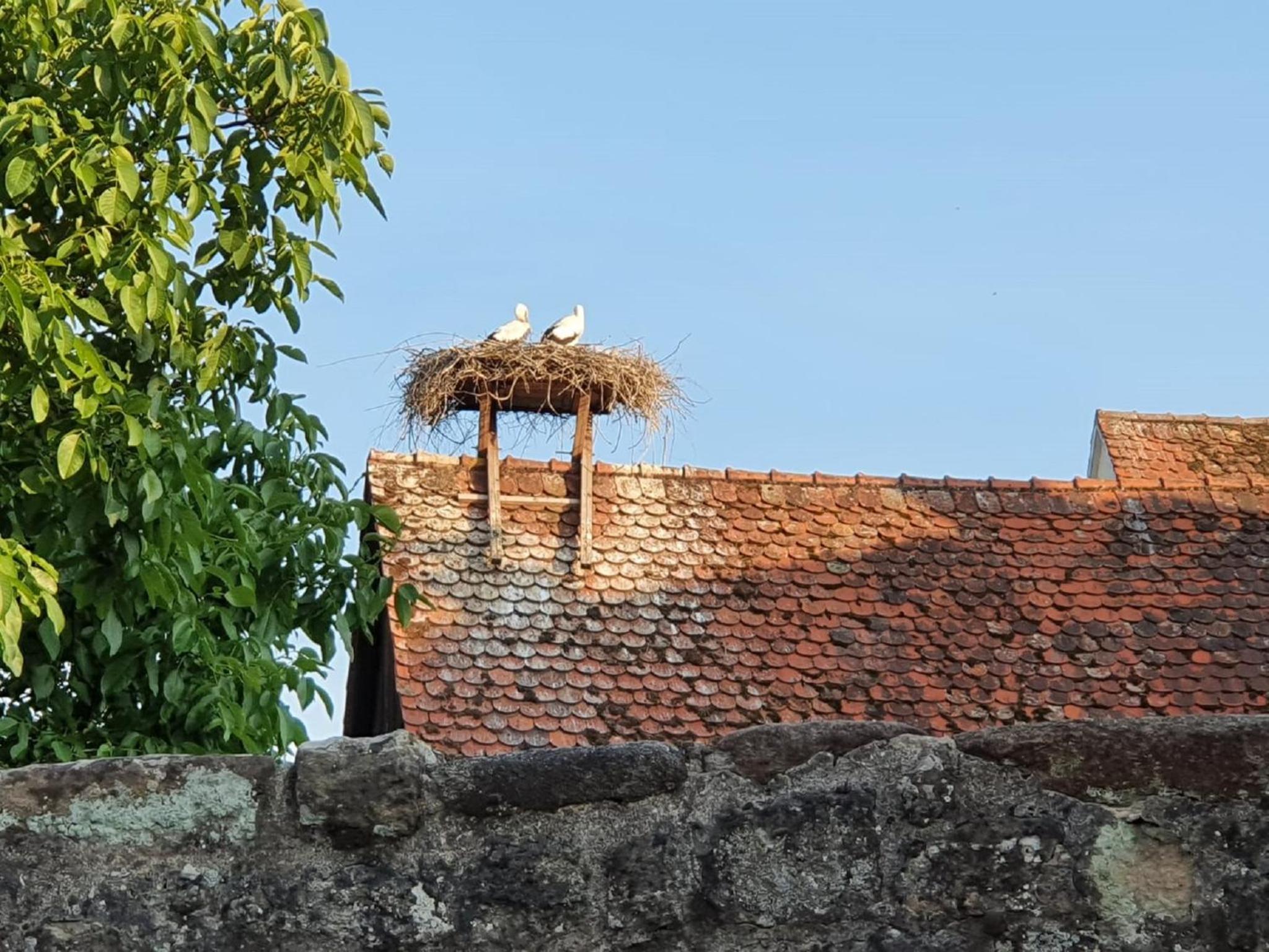 Photo 45