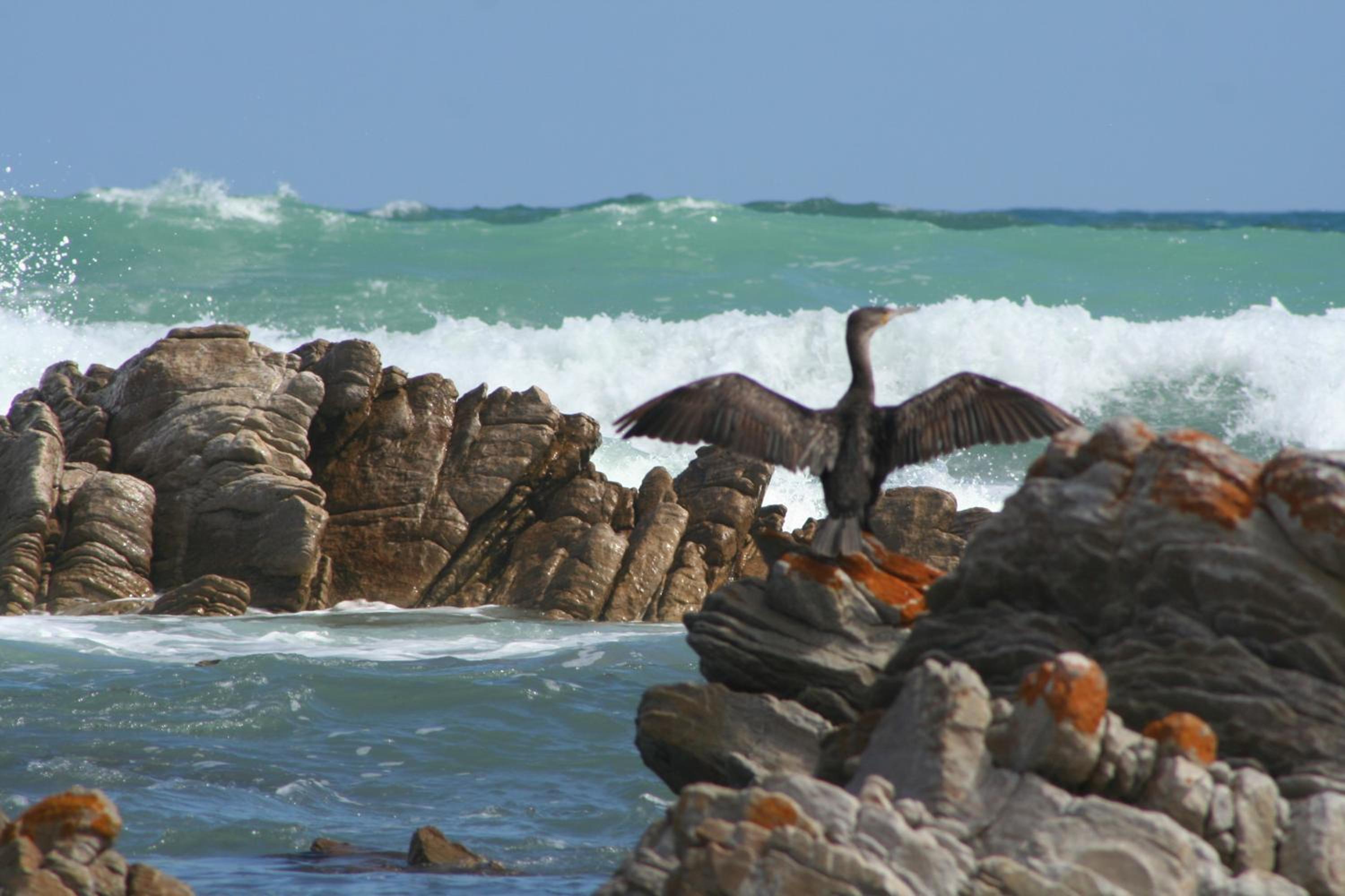 Beachcombers