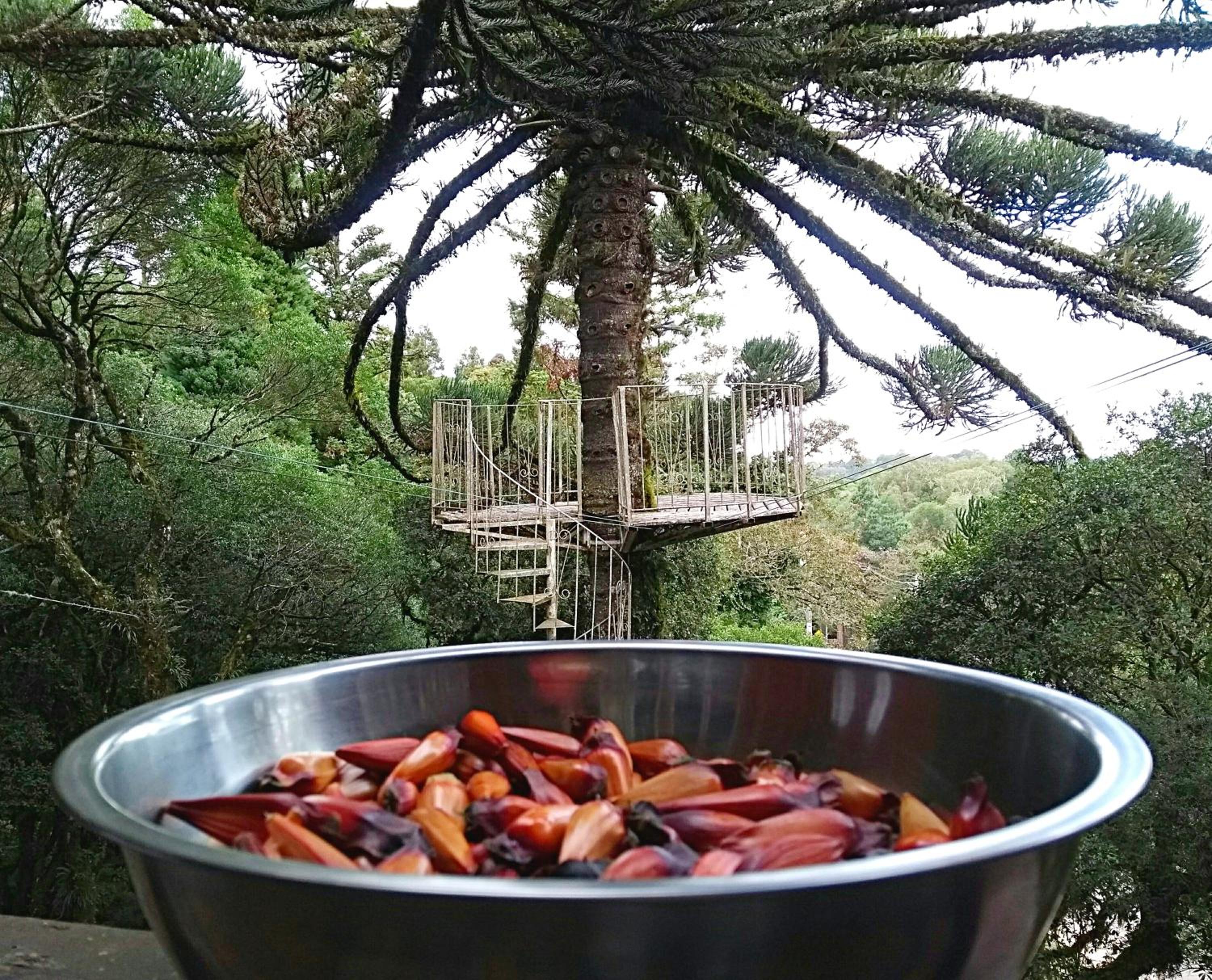 Recanto da Mata Pousada