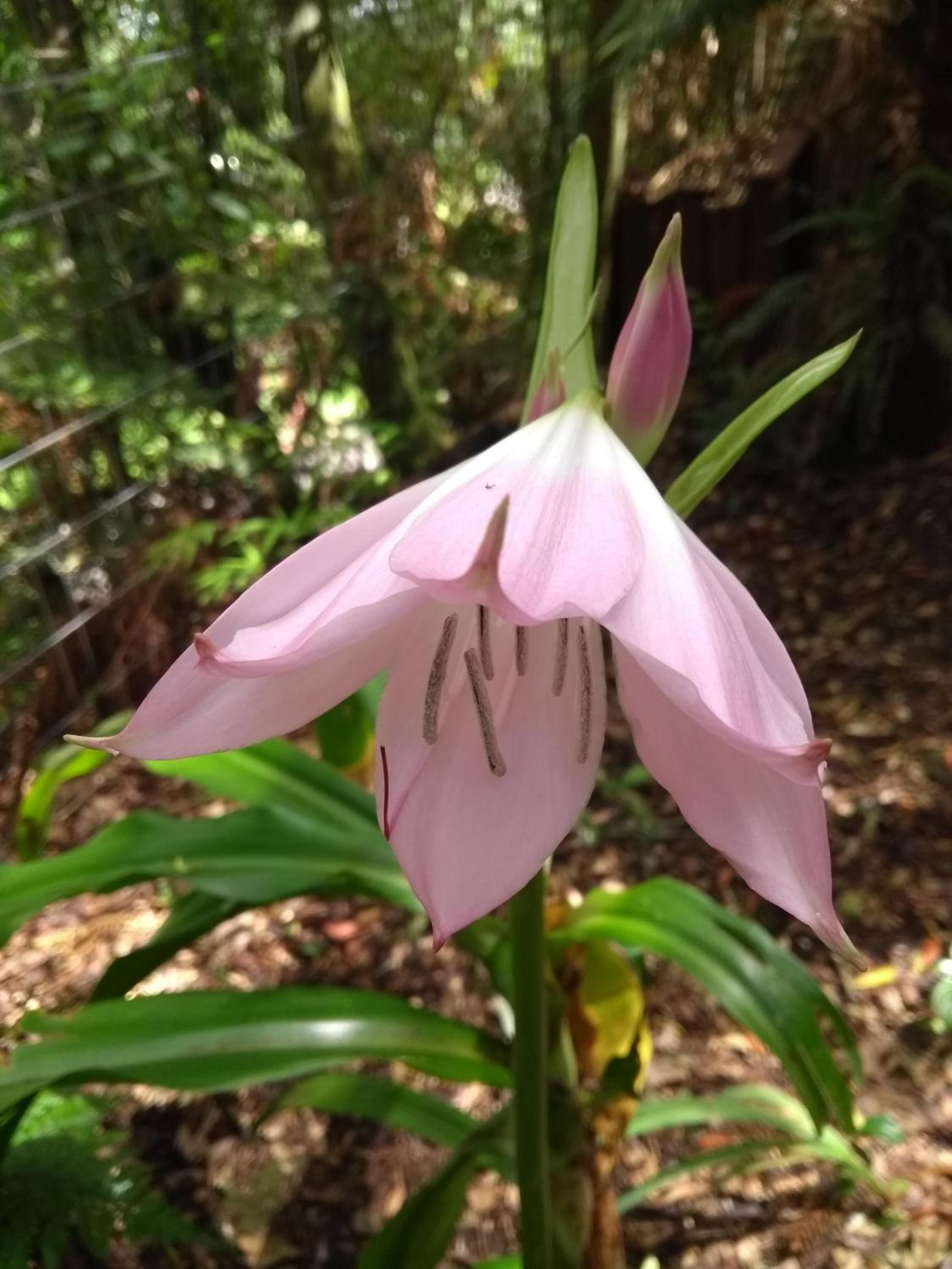 Recanto da Mata Pousada
