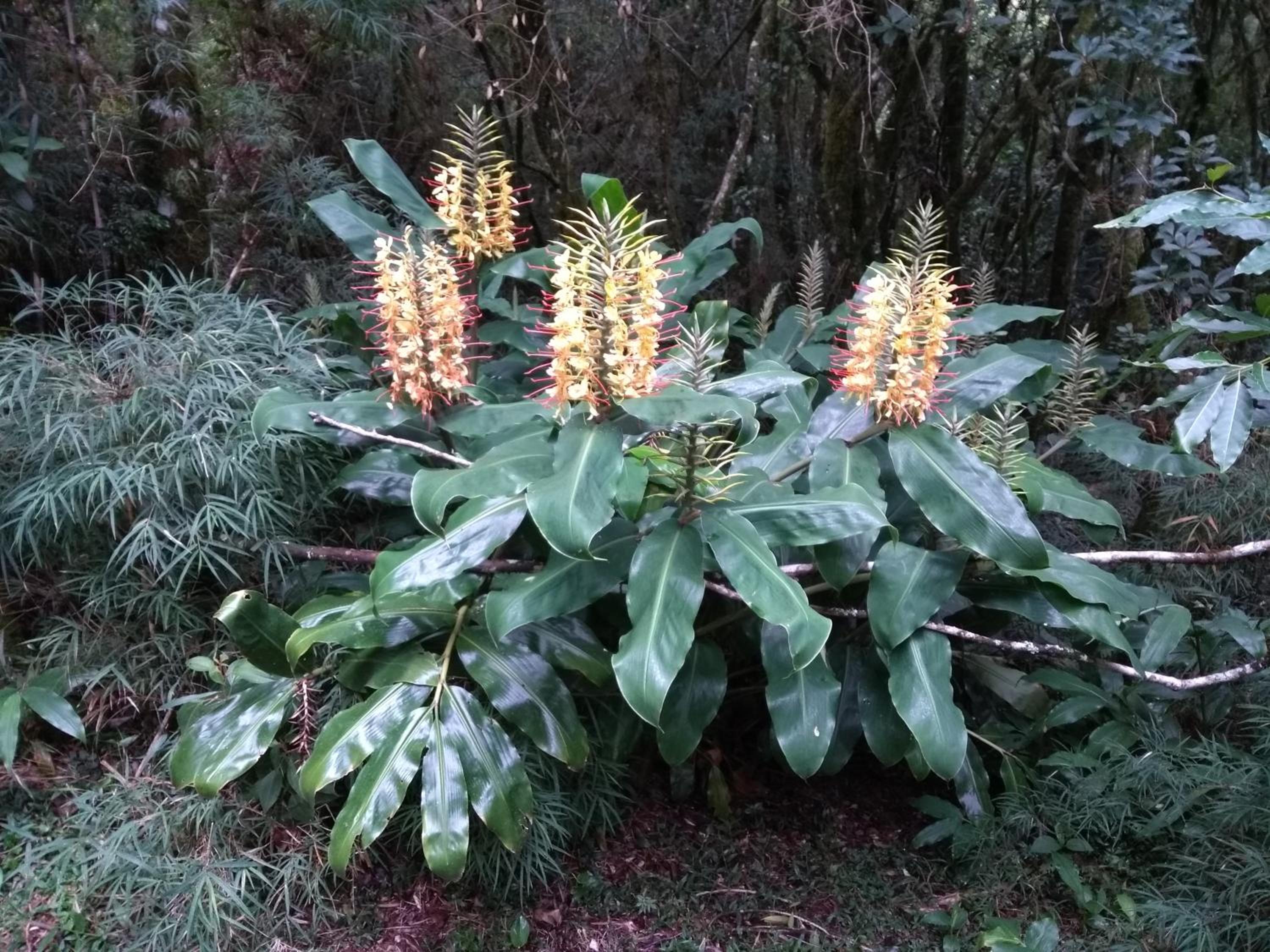 Recanto da Mata Pousada