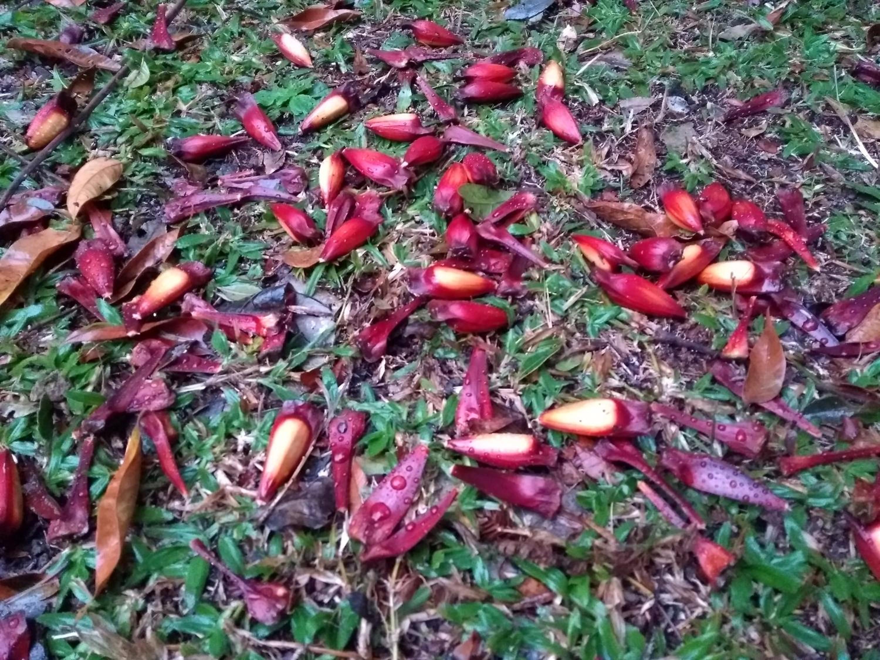 Recanto da Mata Pousada