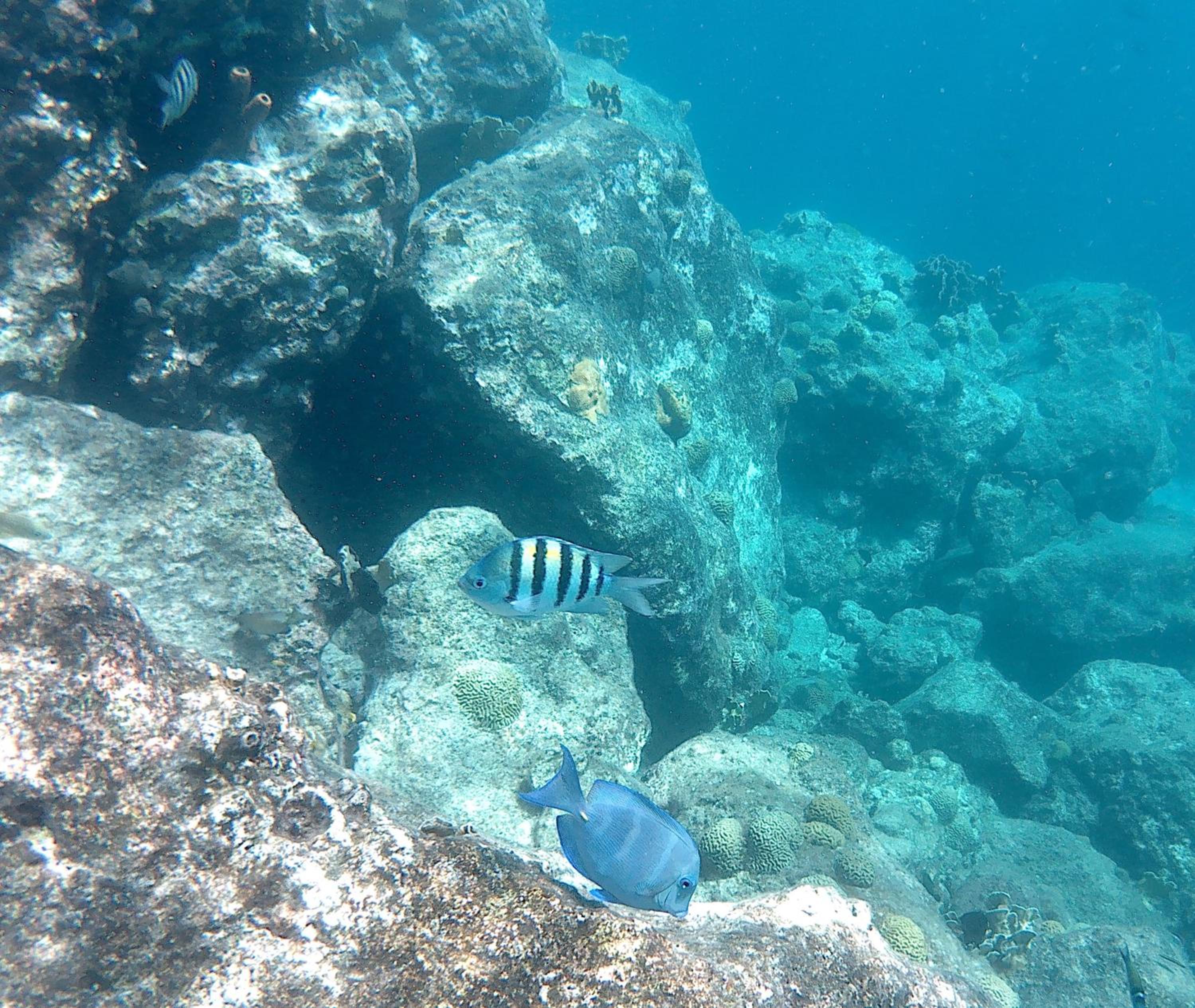 Blue Bay Villa Bon Bini.