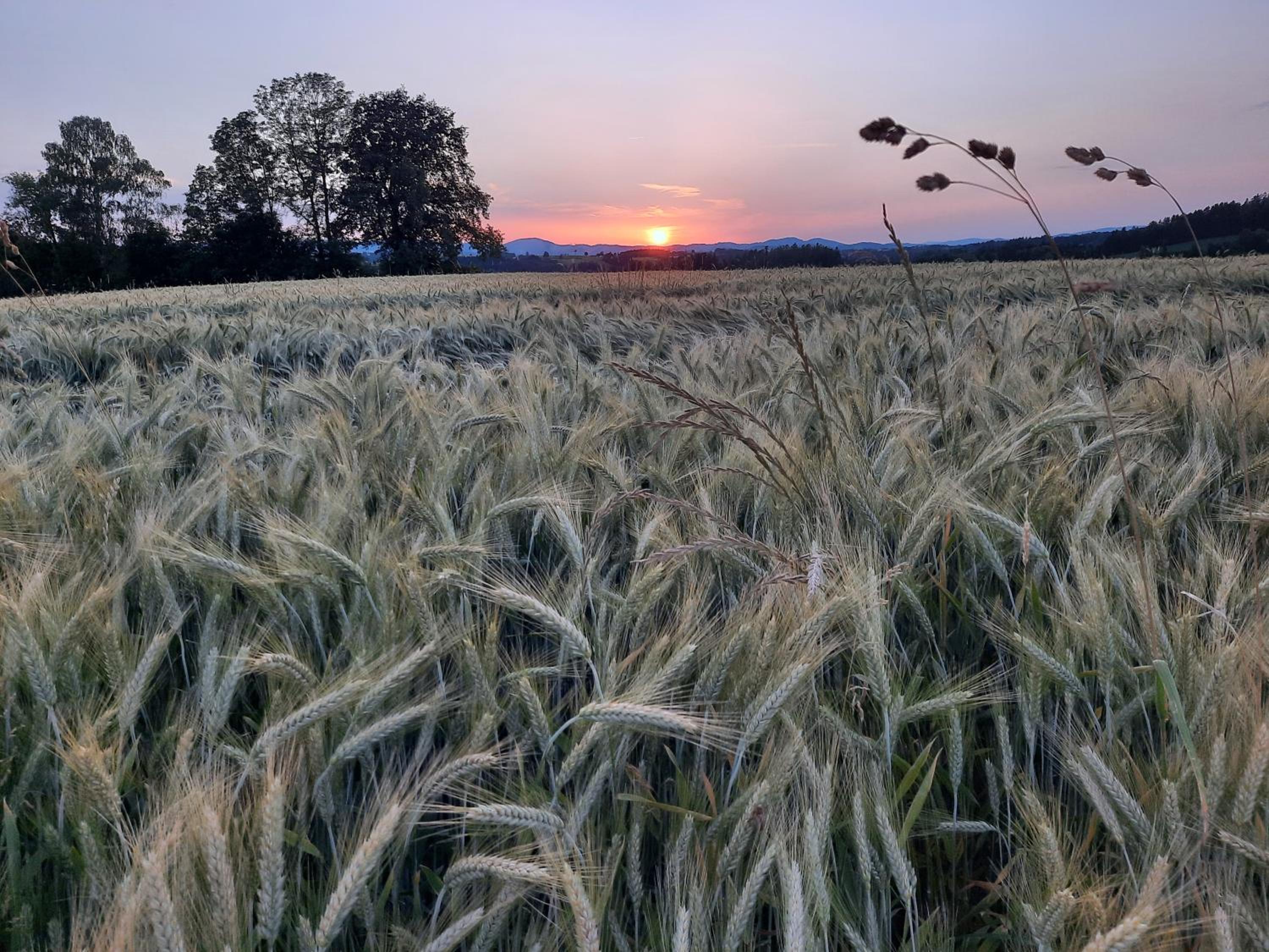 Grainmeisterhof