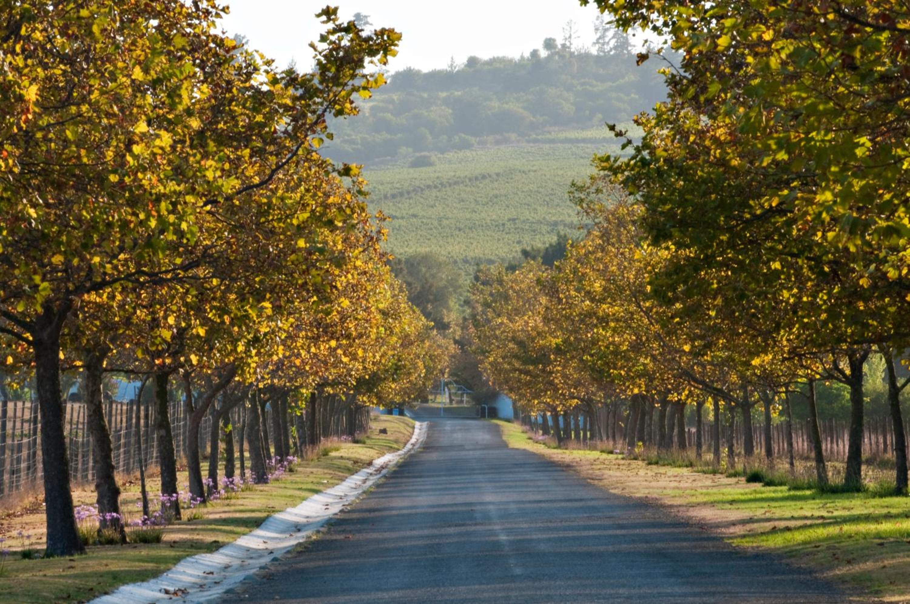 Saxenburg Wine Farm view 4