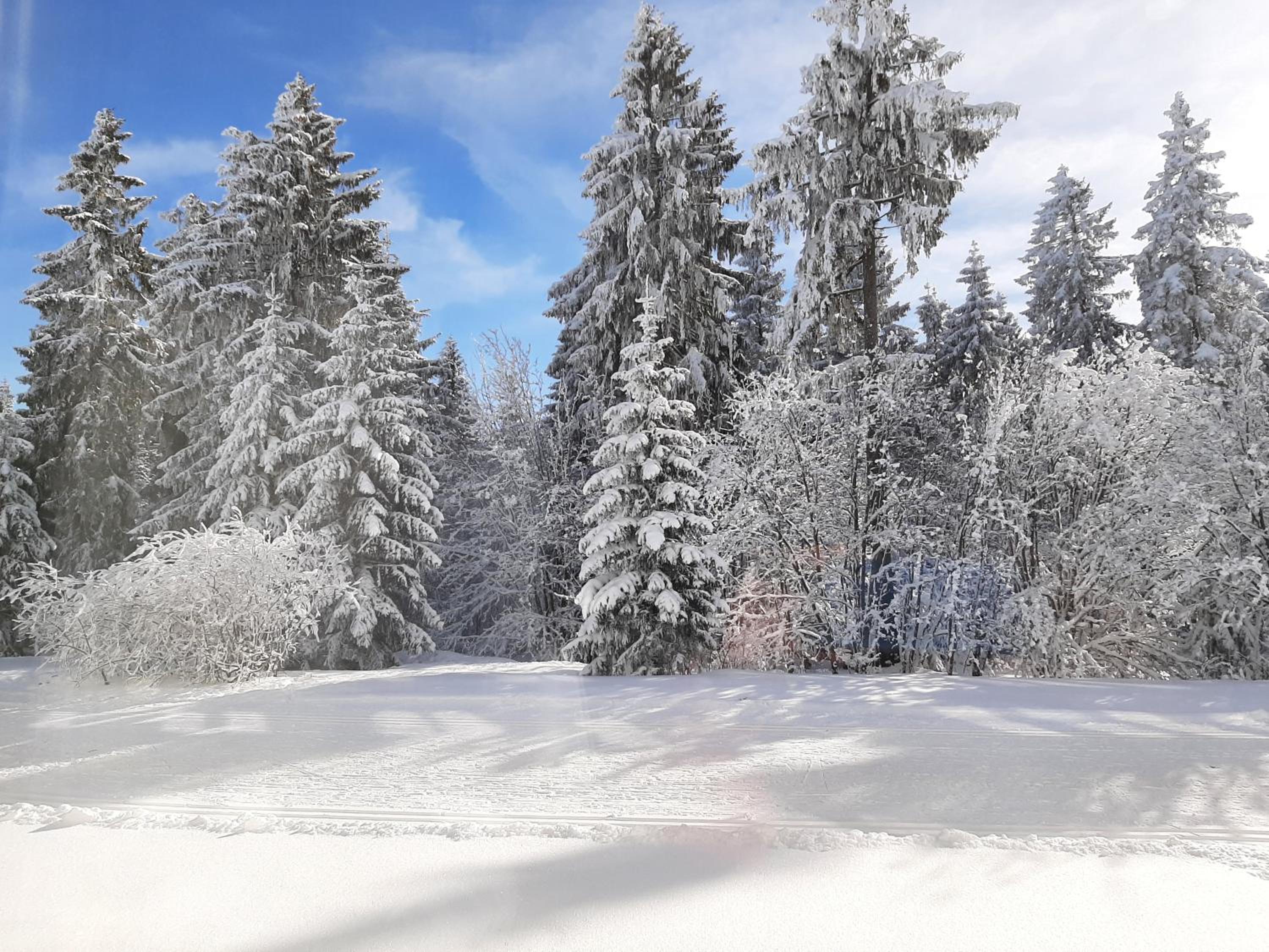 Ferienwohnung Waldblick Oberhof view 4