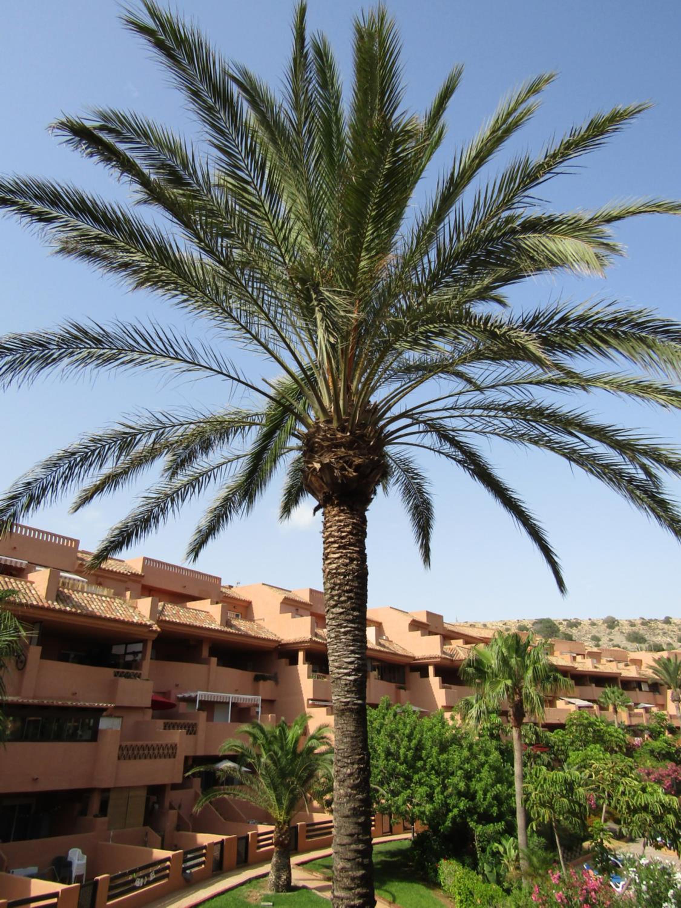 Apartementos Almerimar Golf