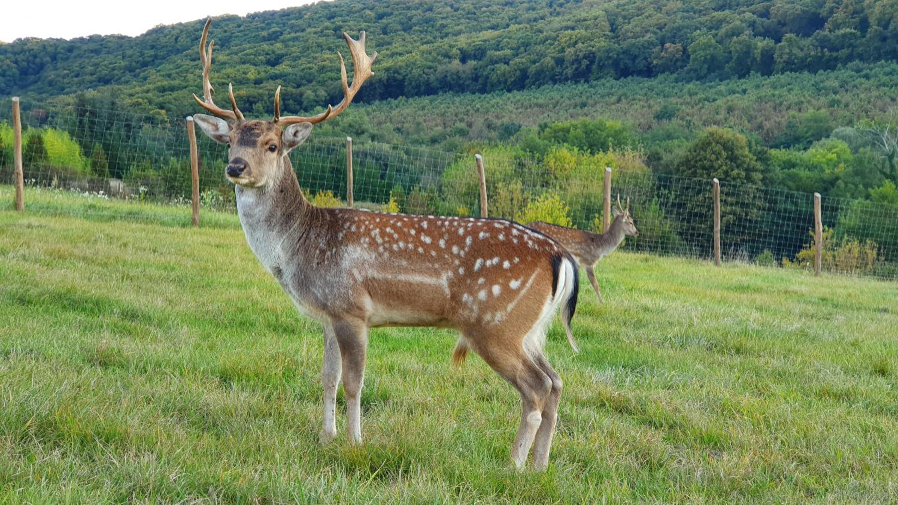 Pálos Resort