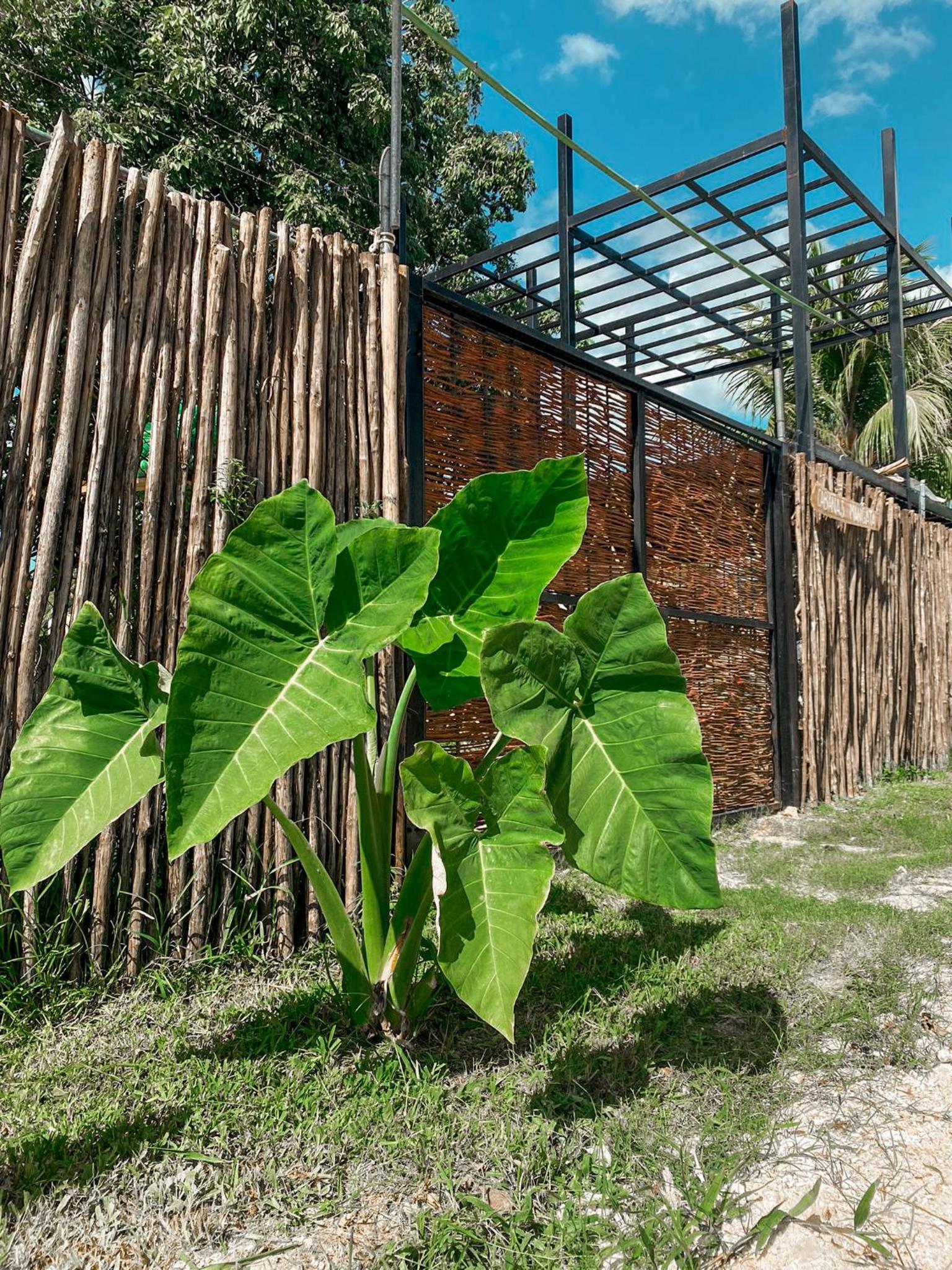 Mangata Bacalar