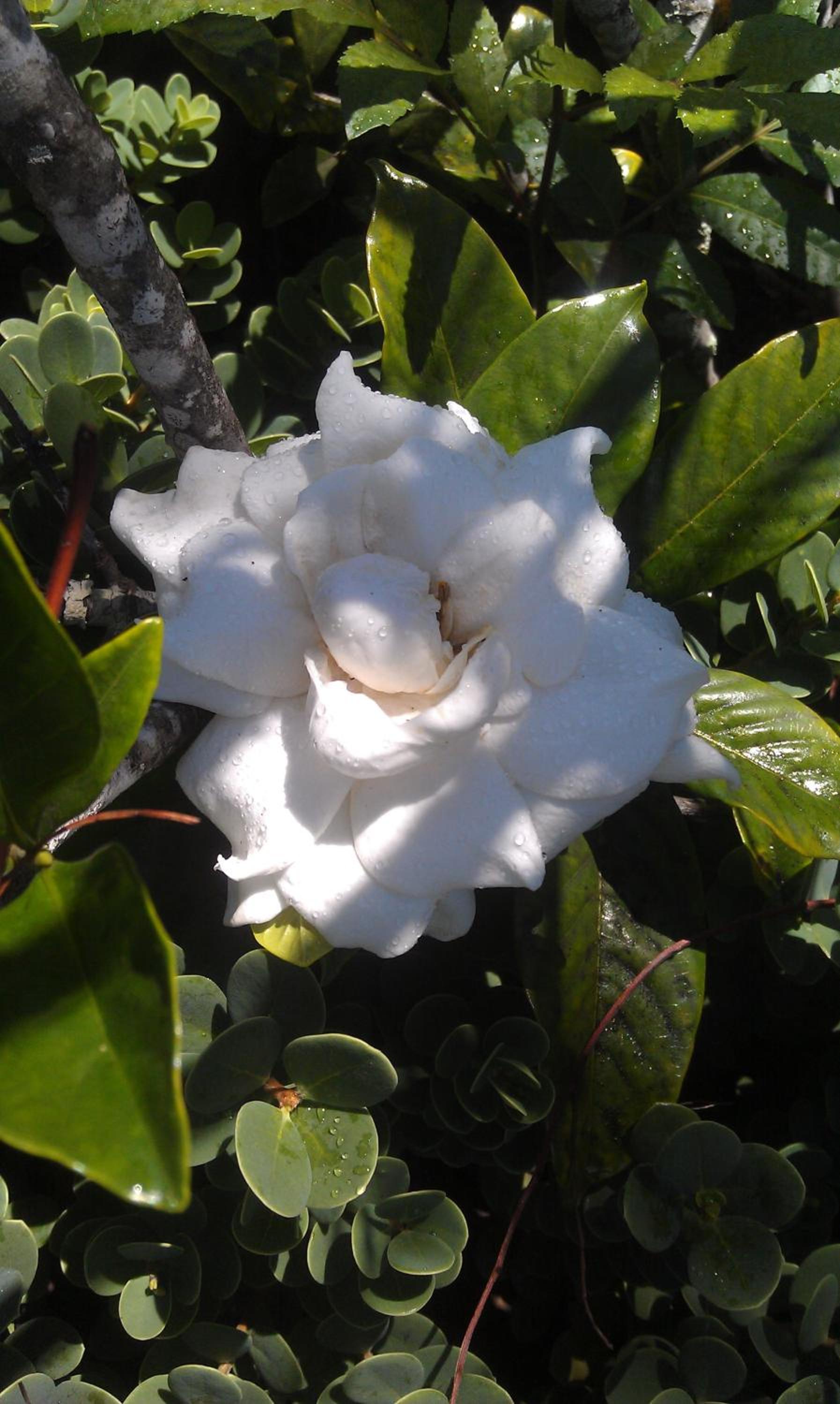 Photo 46