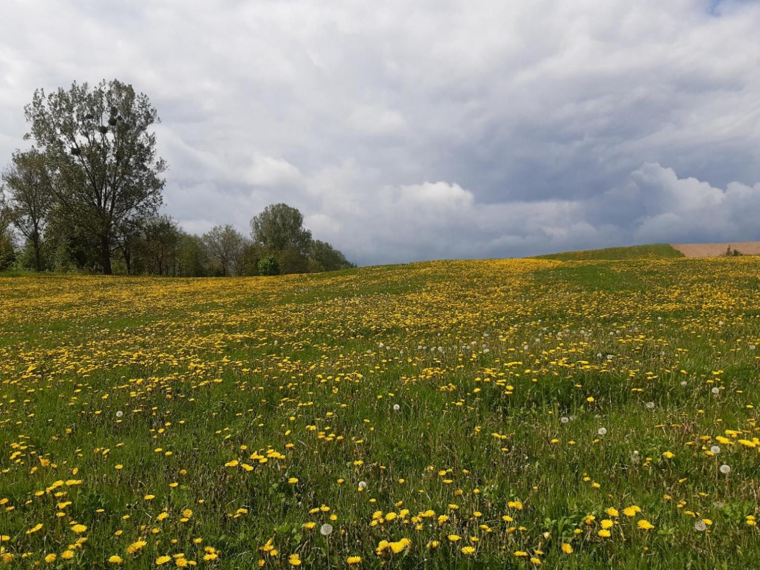 Domek w Kwiatach view 5
