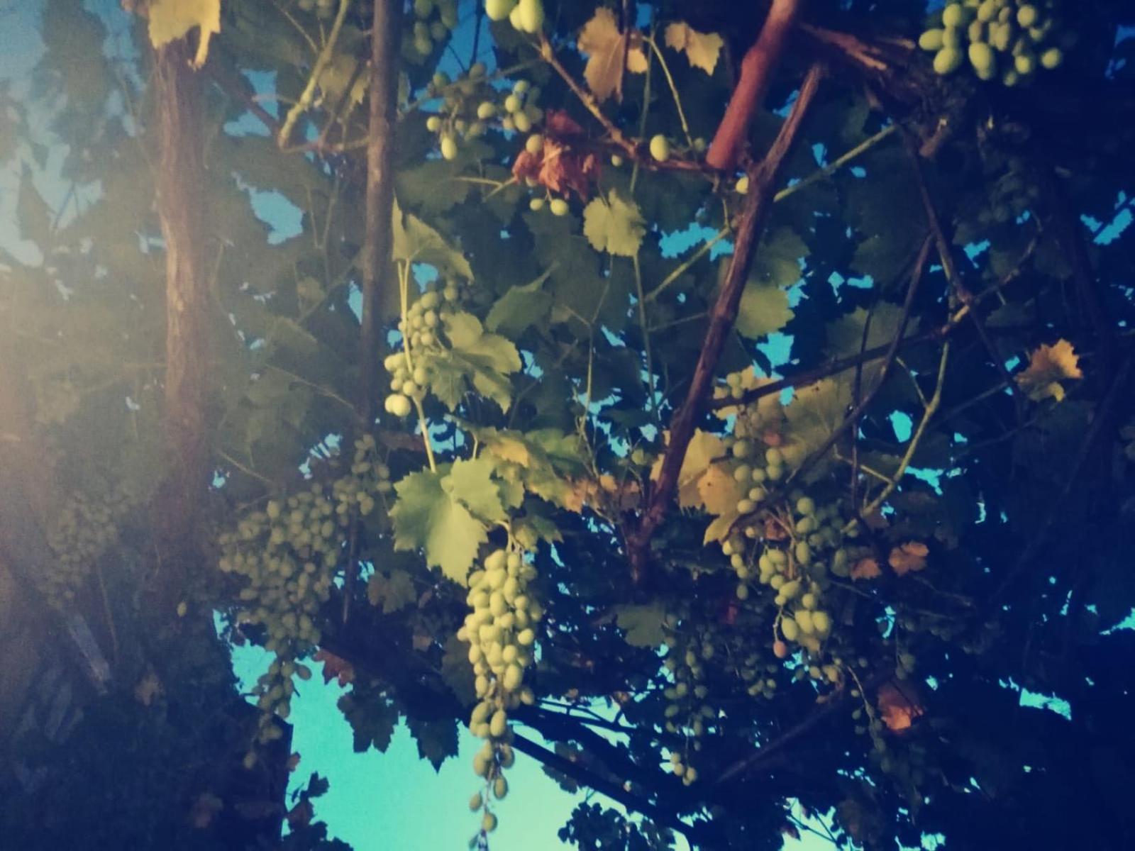 Casetta nel Podere di Massi view 5