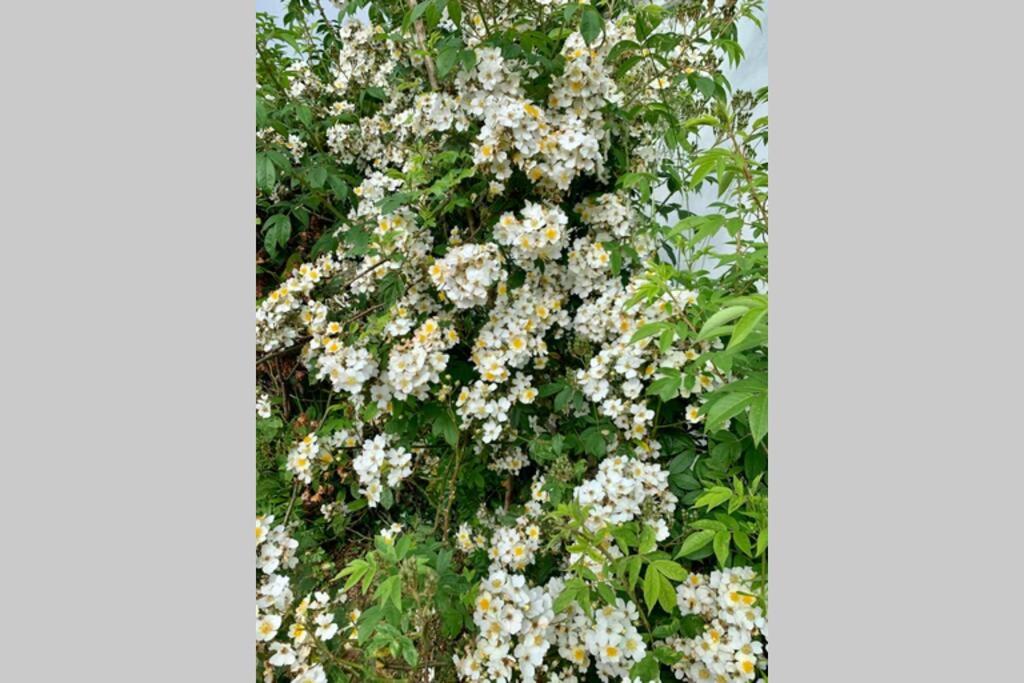 Yelverton Vacations - Hectors House comfortable 4 bed house in mature gardens - Property Image 56