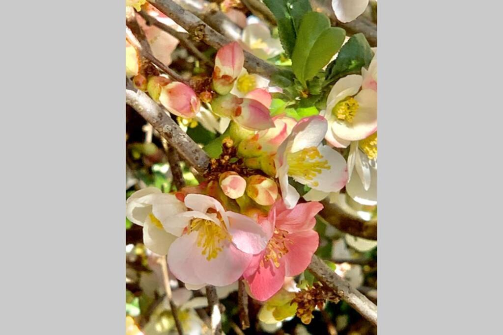 Yelverton Vacations - Hectors House comfortable 4 bed house in mature gardens - Property Image 5