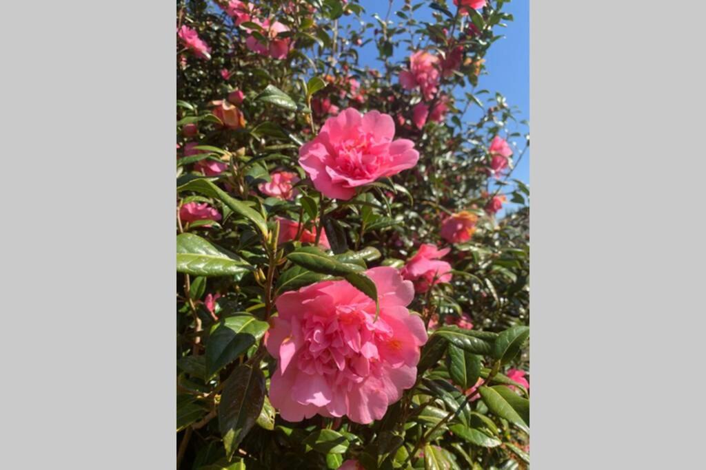 Yelverton Vacations - Hectors House comfortable 4 bed house in mature gardens - Property Image 13