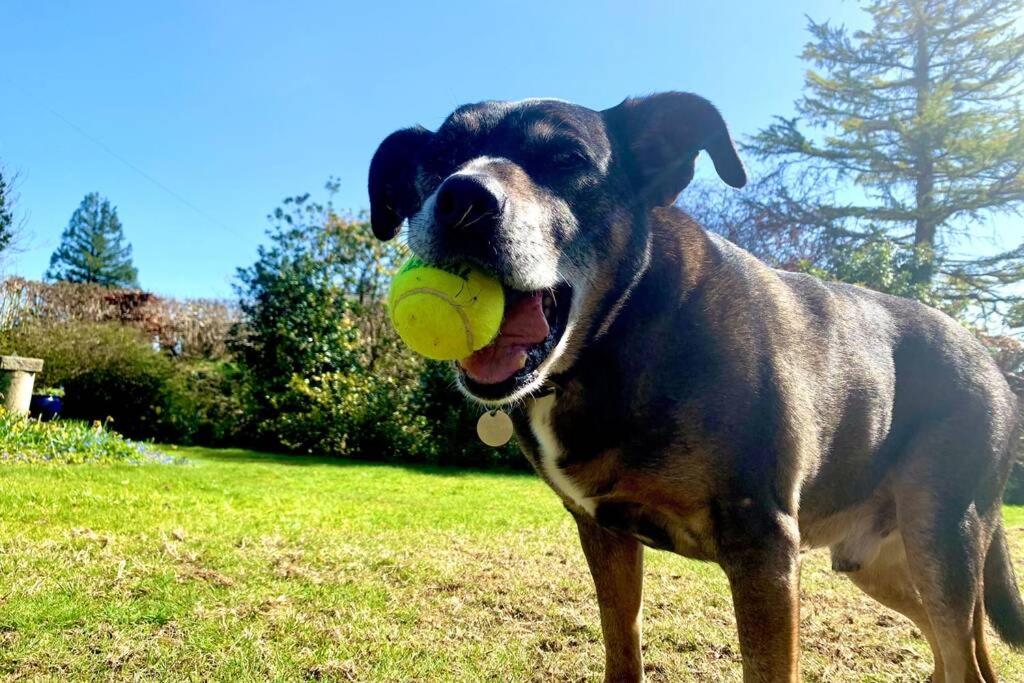 Yelverton Vacations - Hectors House comfortable 4 bed house in mature gardens - Property Image 1