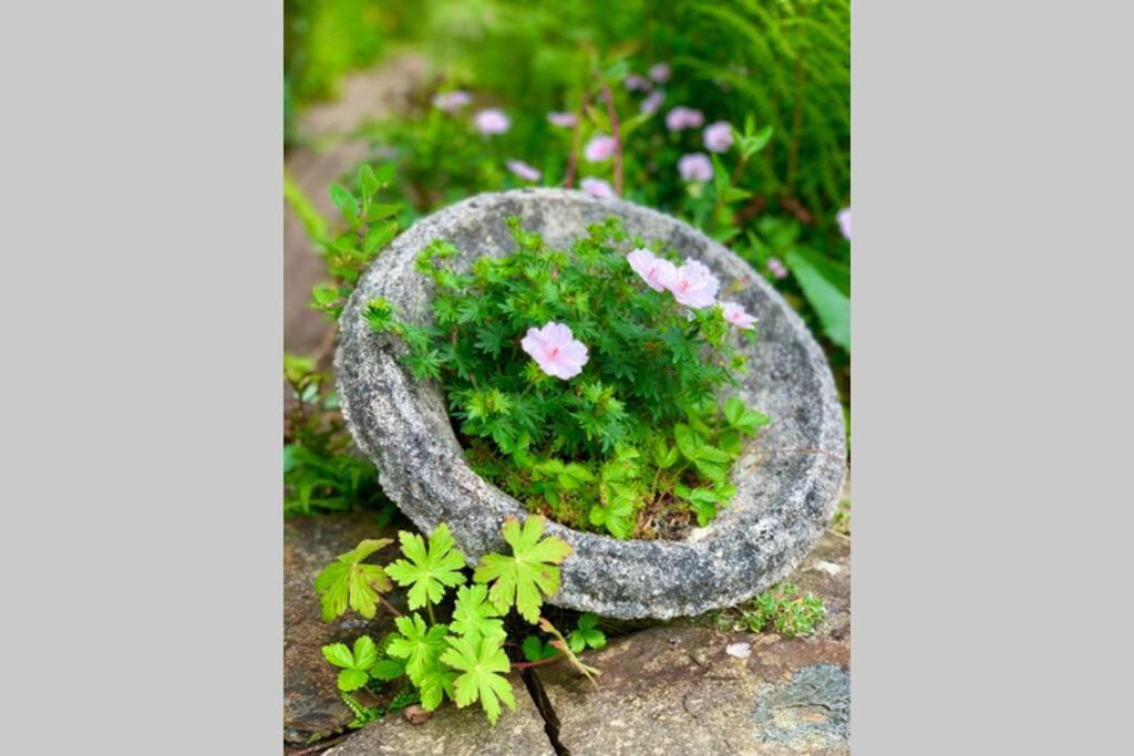 Yelverton Vacations - Hectors House comfortable 4 bed house in mature gardens - Property Image 29