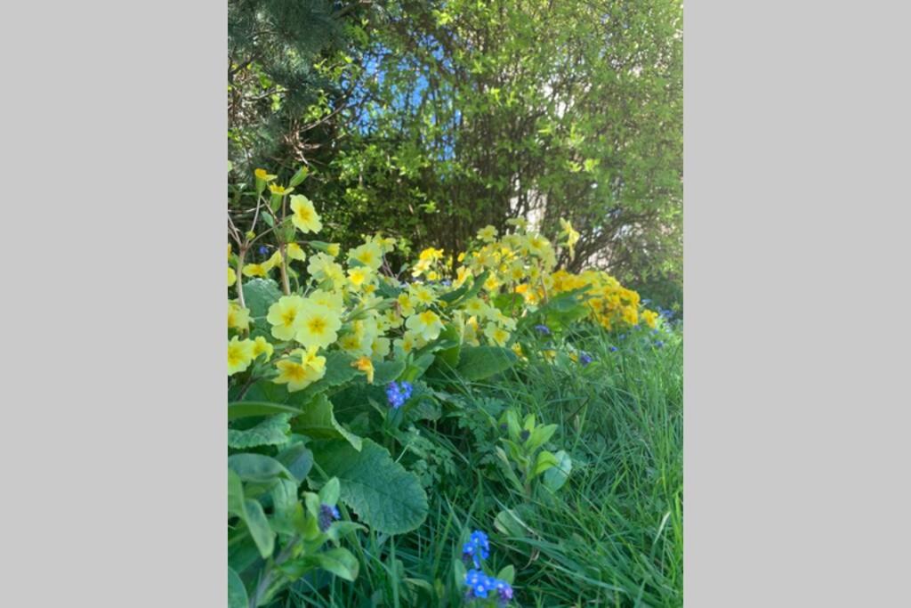 Yelverton Vacations - Hectors House comfortable 4 bed house in mature gardens - Property Image 23