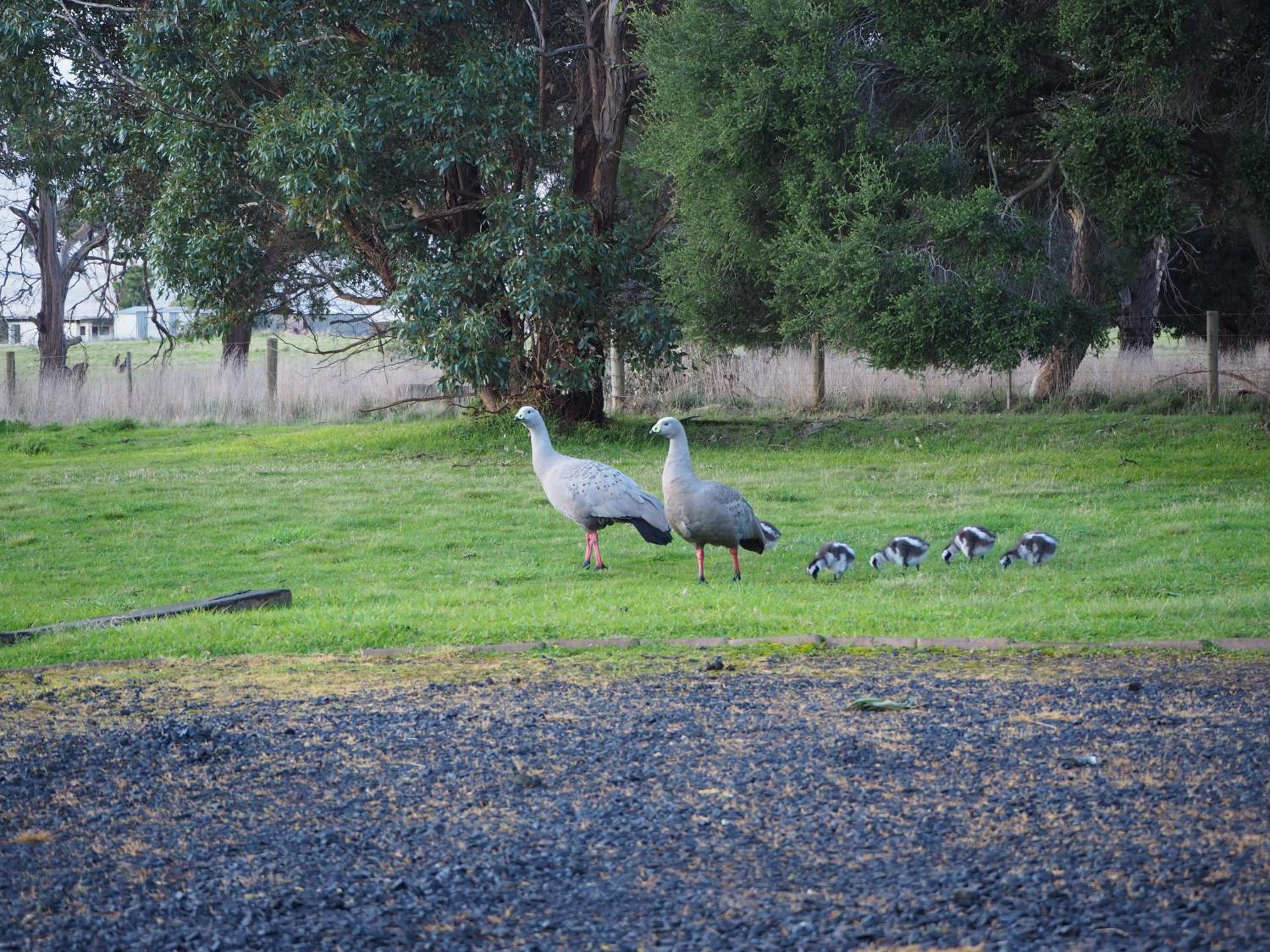 Banksia Park Estate
