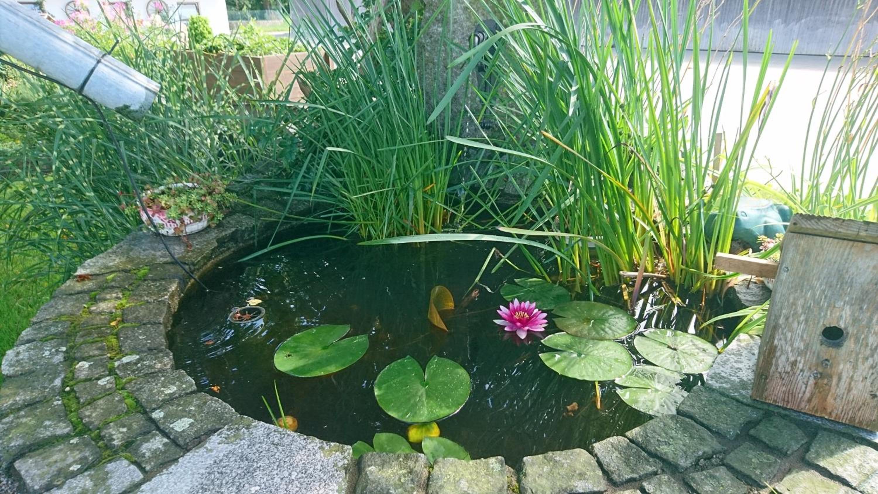 Photo 26