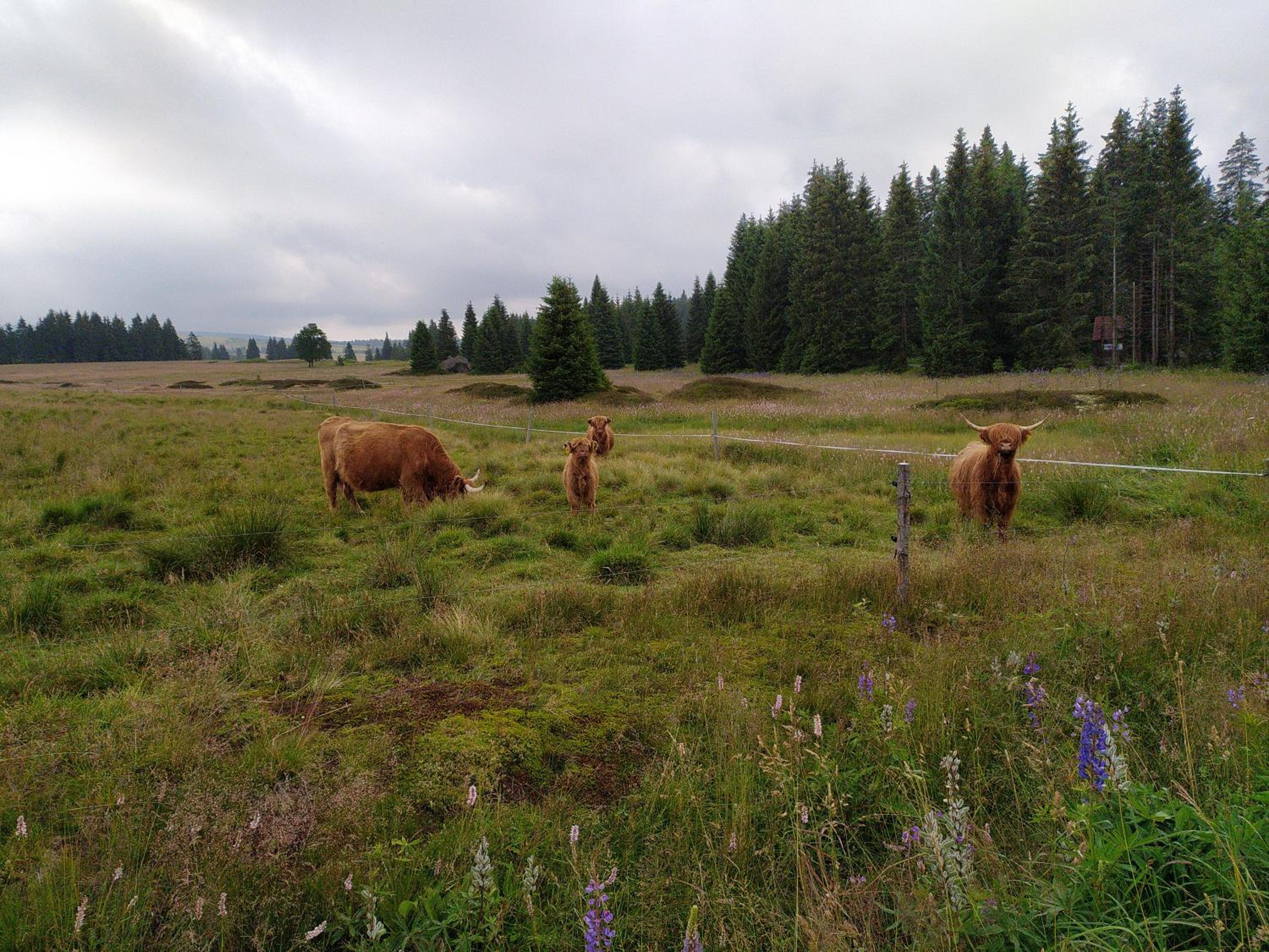Photo 24
