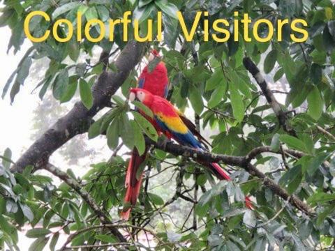 Eco Guest House - Sarapiquí 1