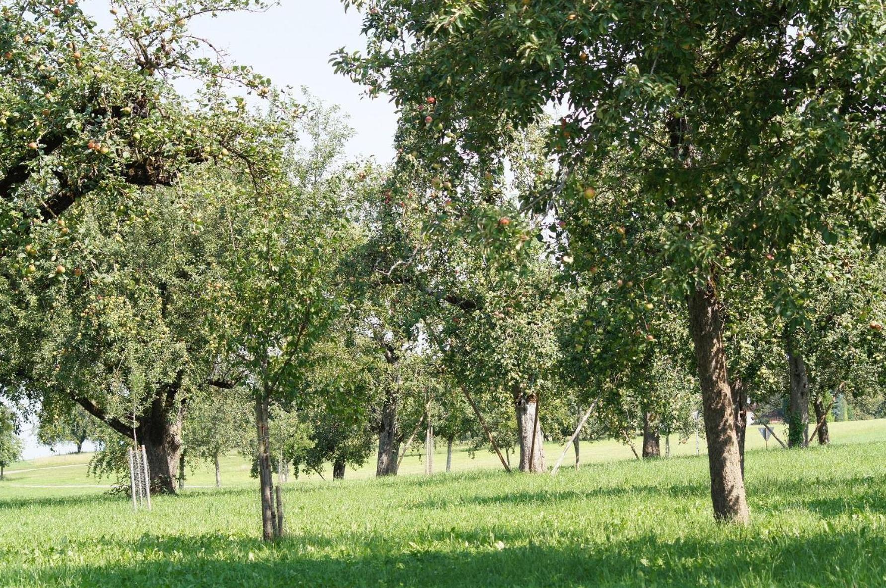 Ferienwohnung im Obstgarten