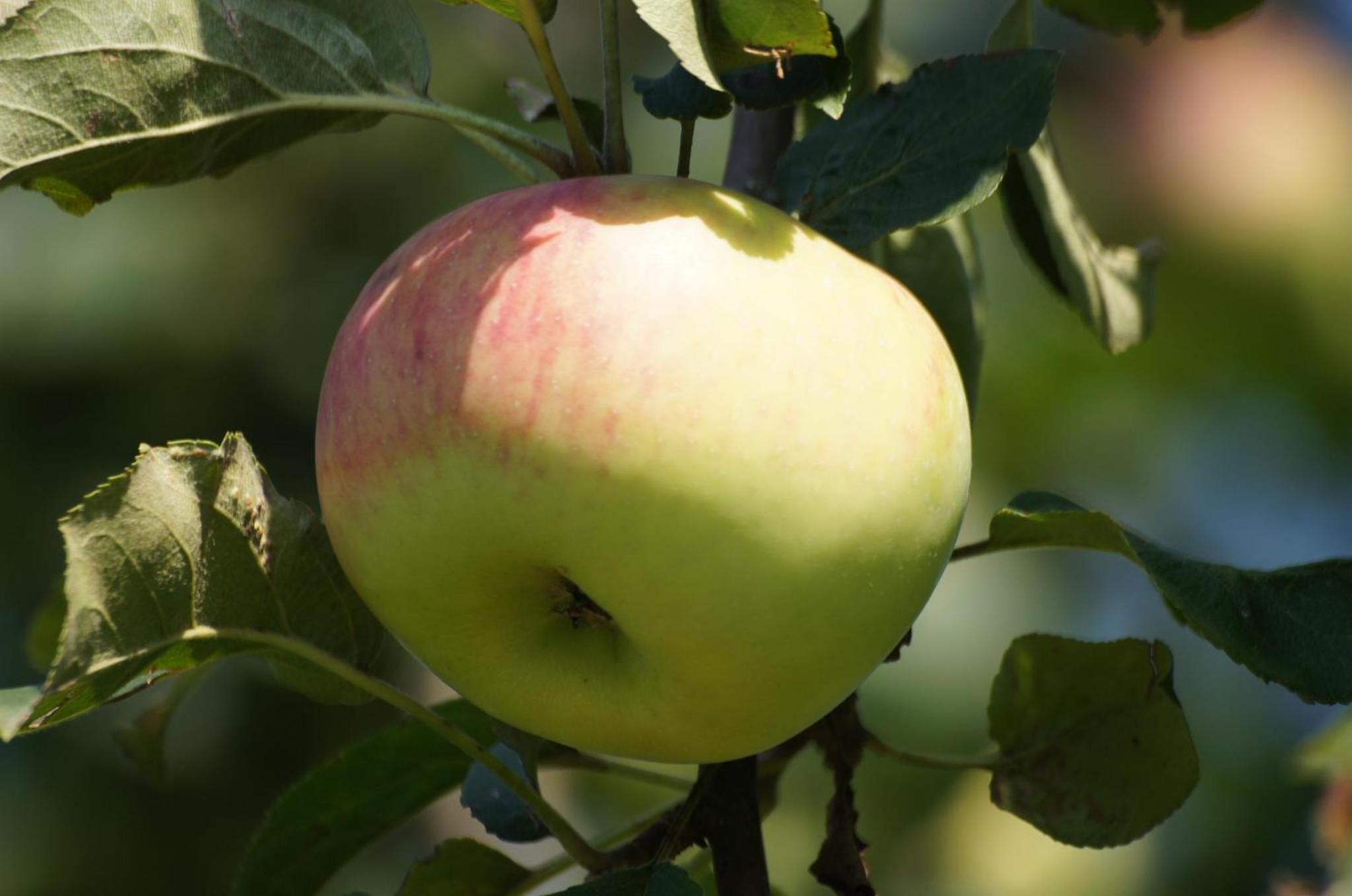 Ferienwohnung im Obstgarten