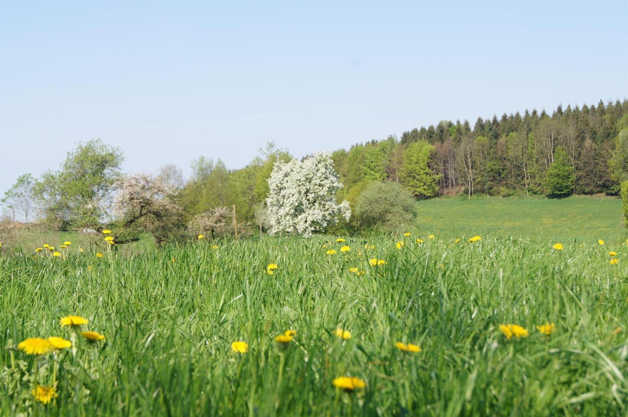 Ferienwohnung im Obstgarten