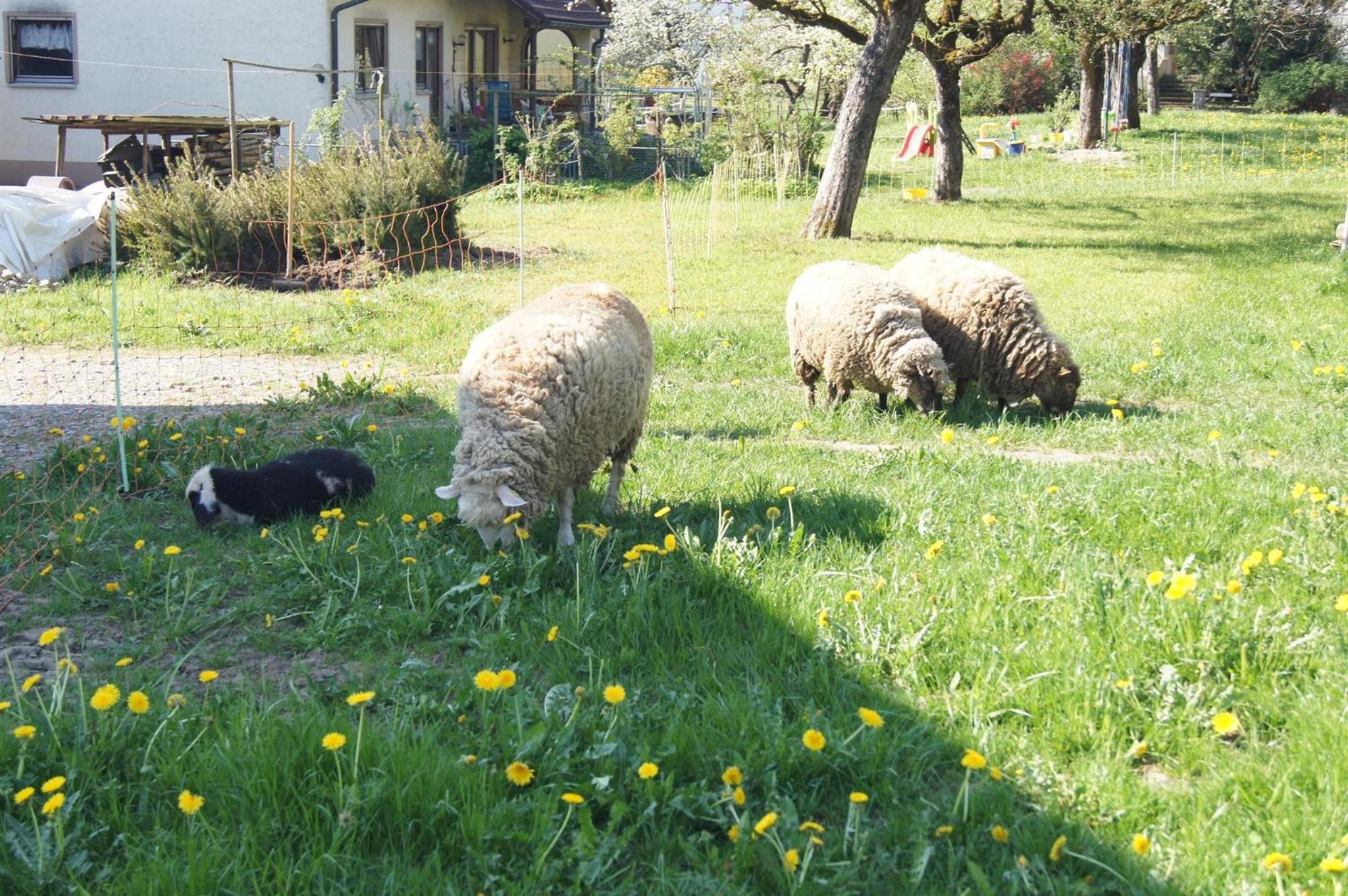 Ferienwohnung im Obstgarten
