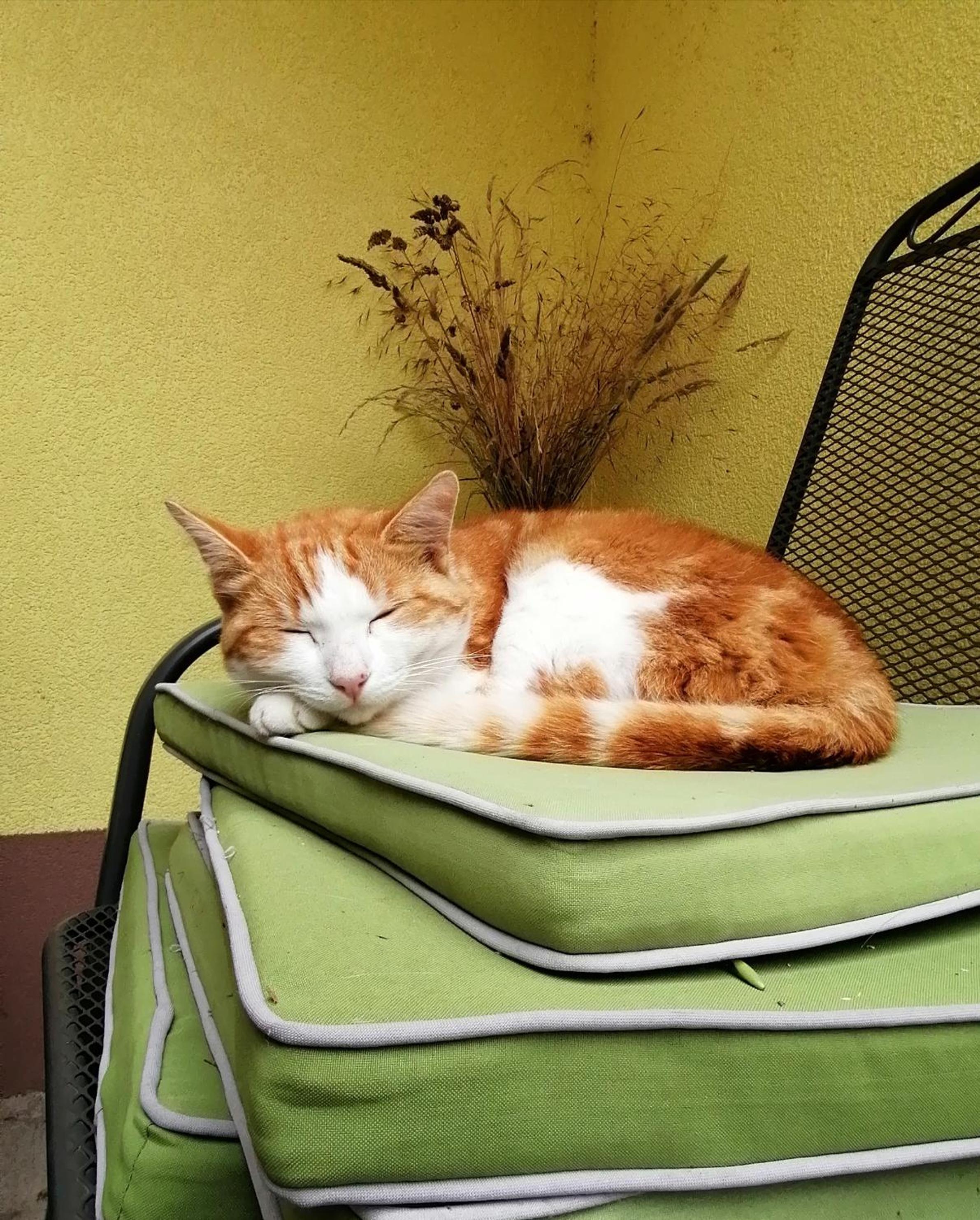Peterseil's Radl Zimmer