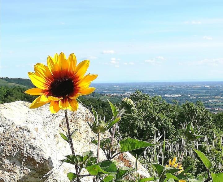 B&B Cà Montemezzano photo 5