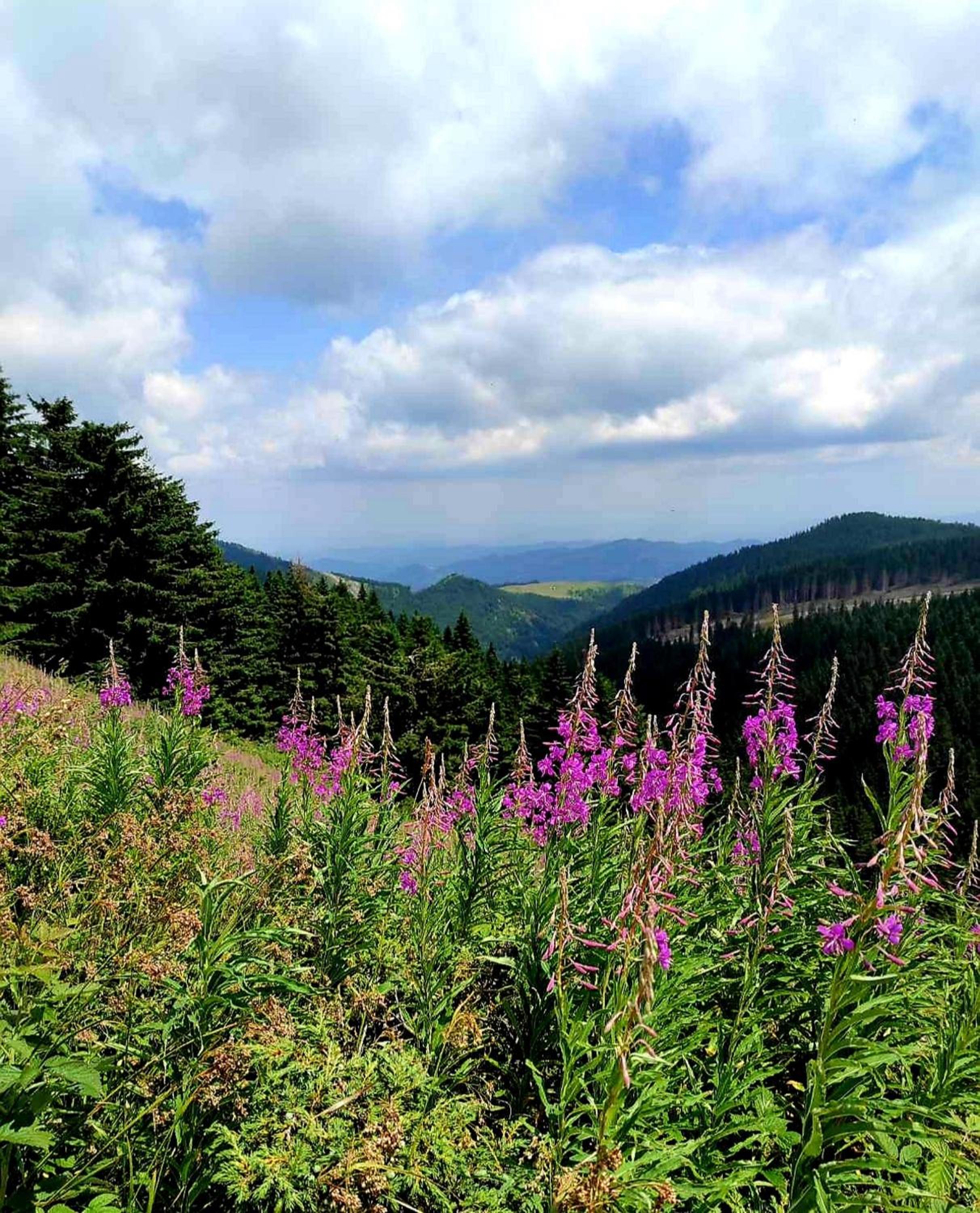 Apartman NERA - u Kraljevim čardacima Kopaonik