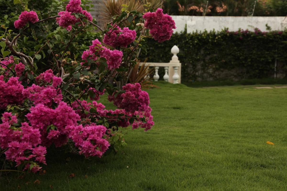 garden