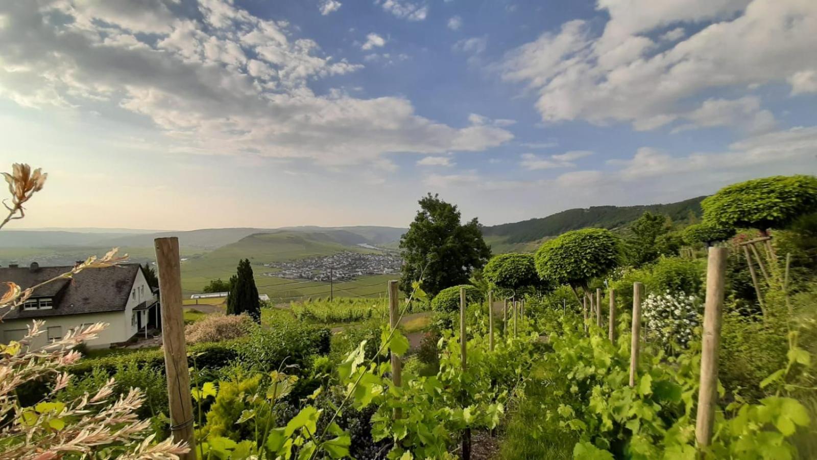Casa la vino