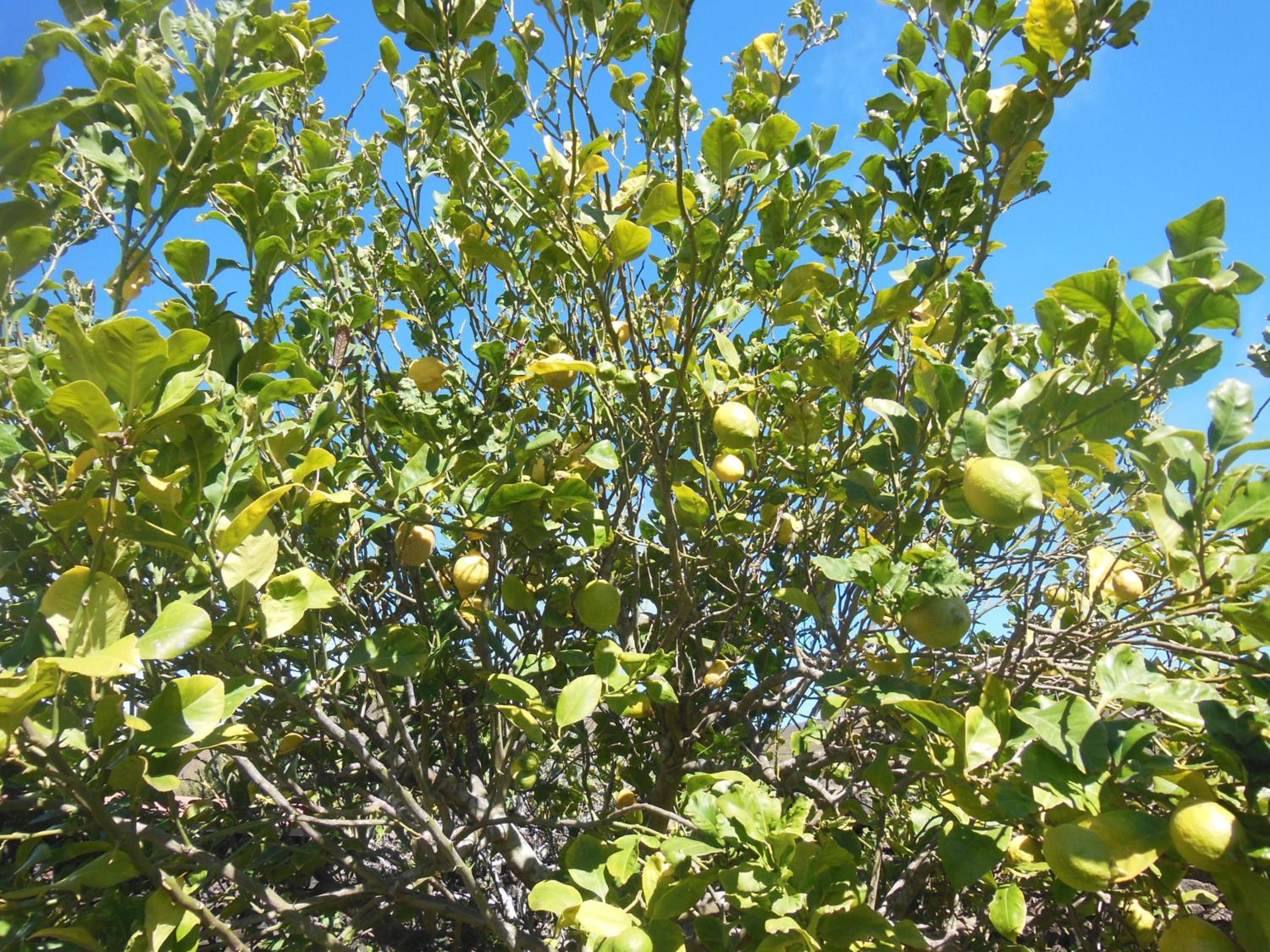Photo 44