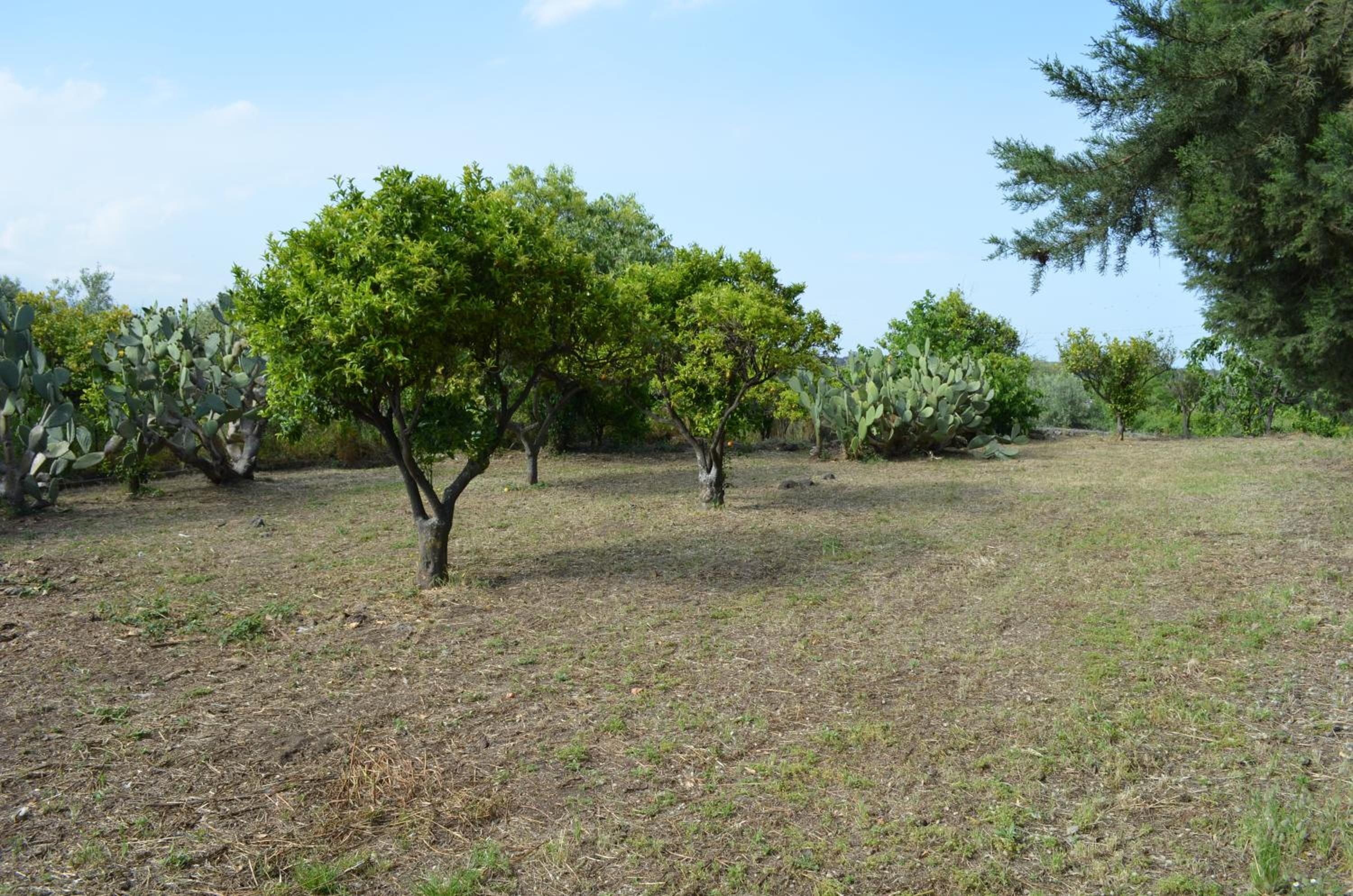Villa Bonaccorso - antica e maestosa villa con piscina ai piedi dell'Etna