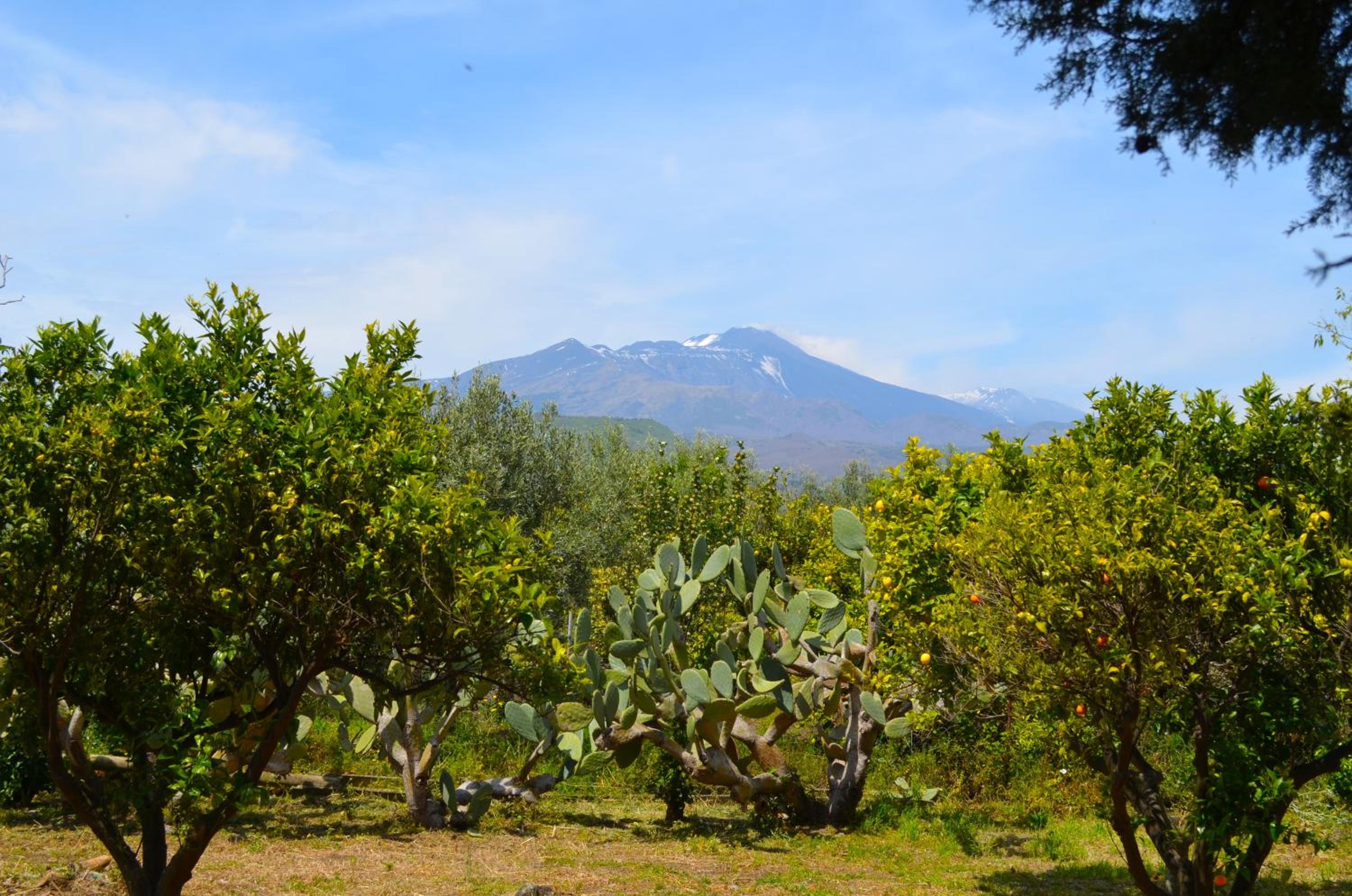 Villa Bonaccorso - antica e maestosa villa con piscina ai piedi dell'Etna