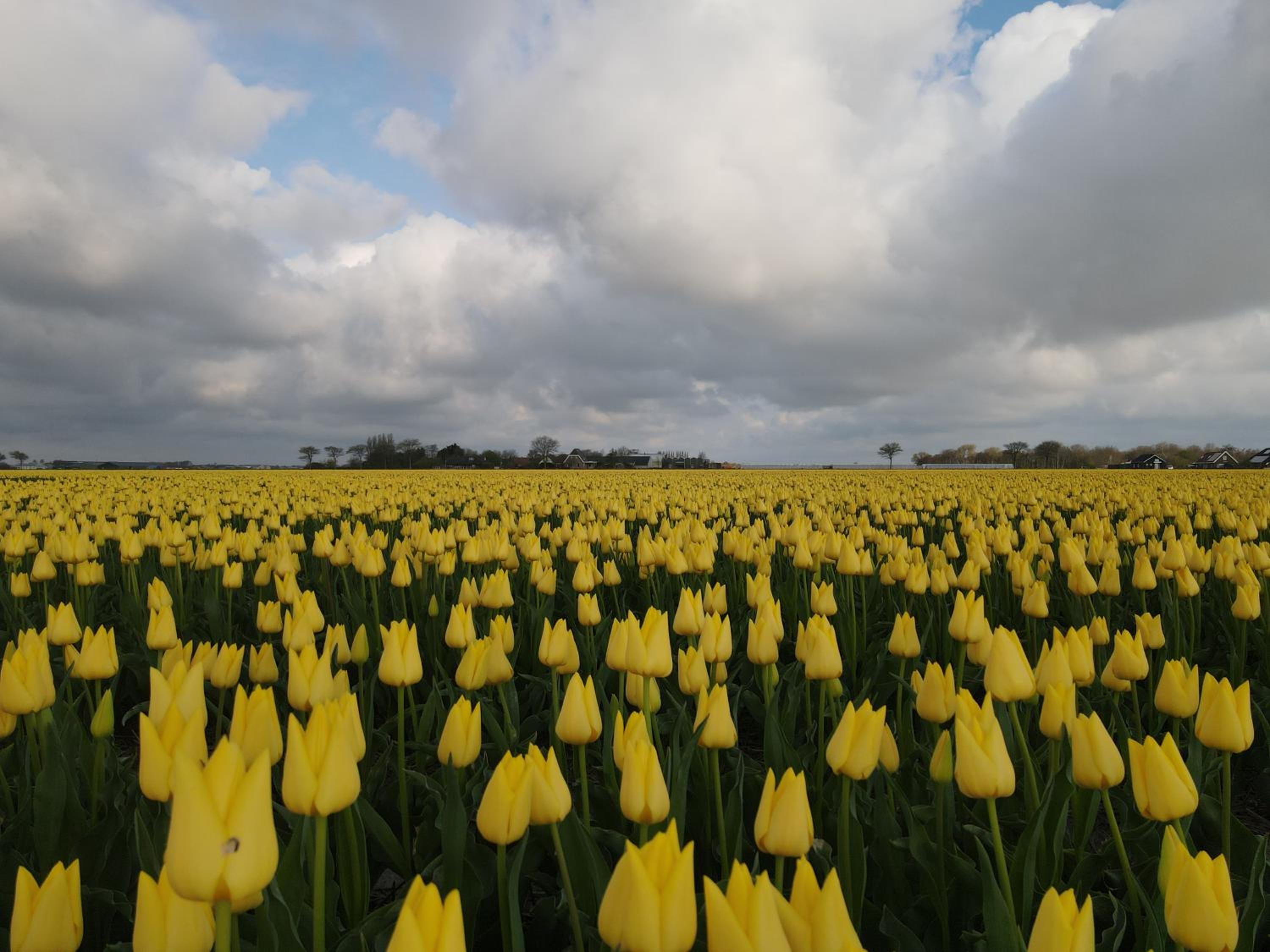 Camping De Tulpenweide lege Kampeerplaats, lege plaats op het gras zonder bed
