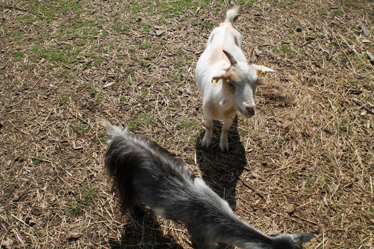 Photo 42
