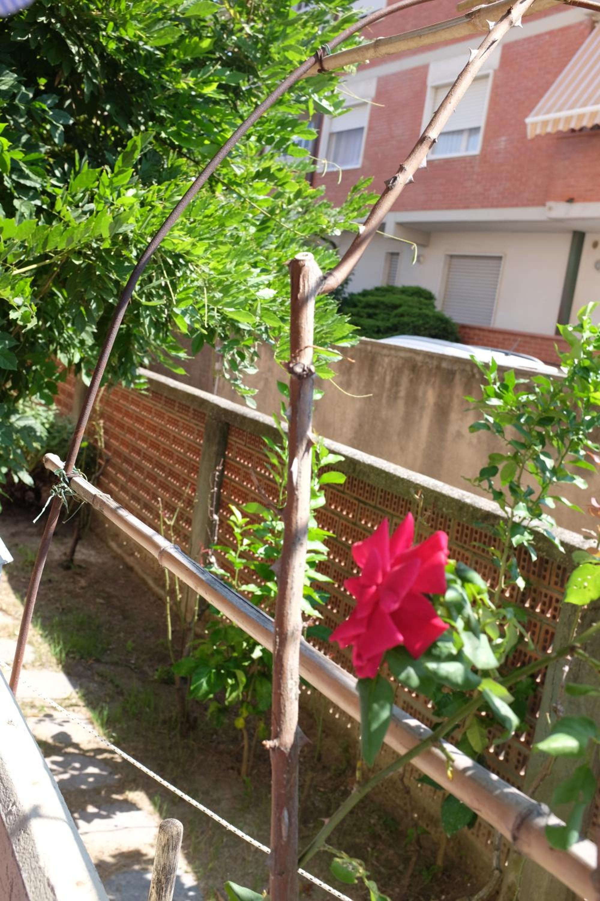 Casa Marina Giardino delle Rose view 4