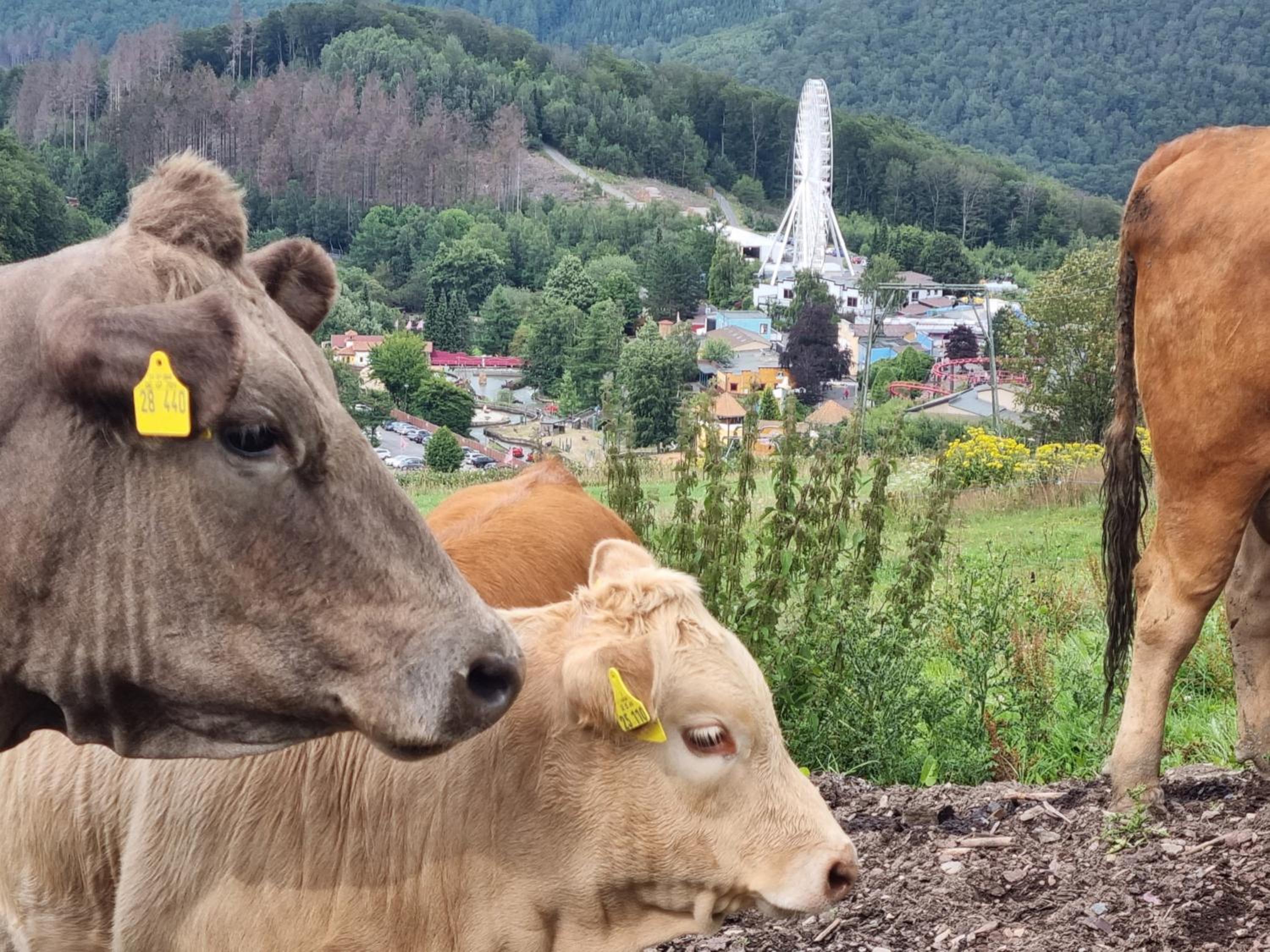 Ferienhaus mit Ausblick