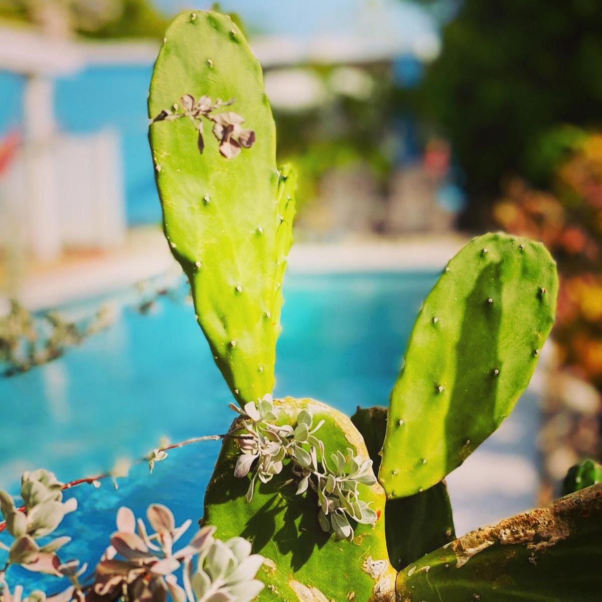 Tropical Breeze 