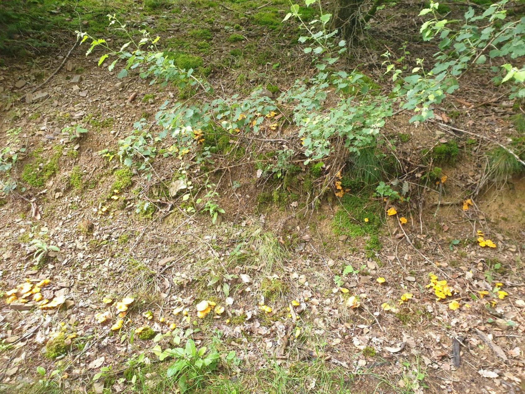 Photo 30