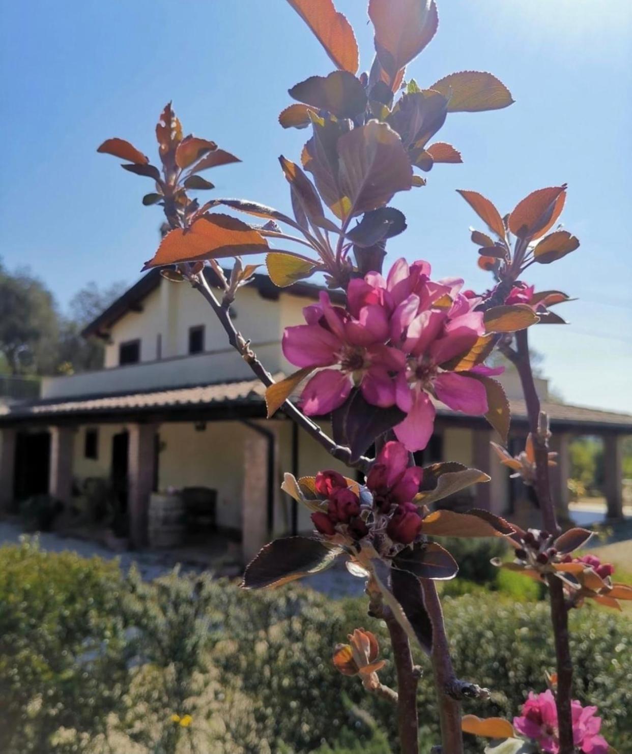 Casale Terre Rosse Garden view 2